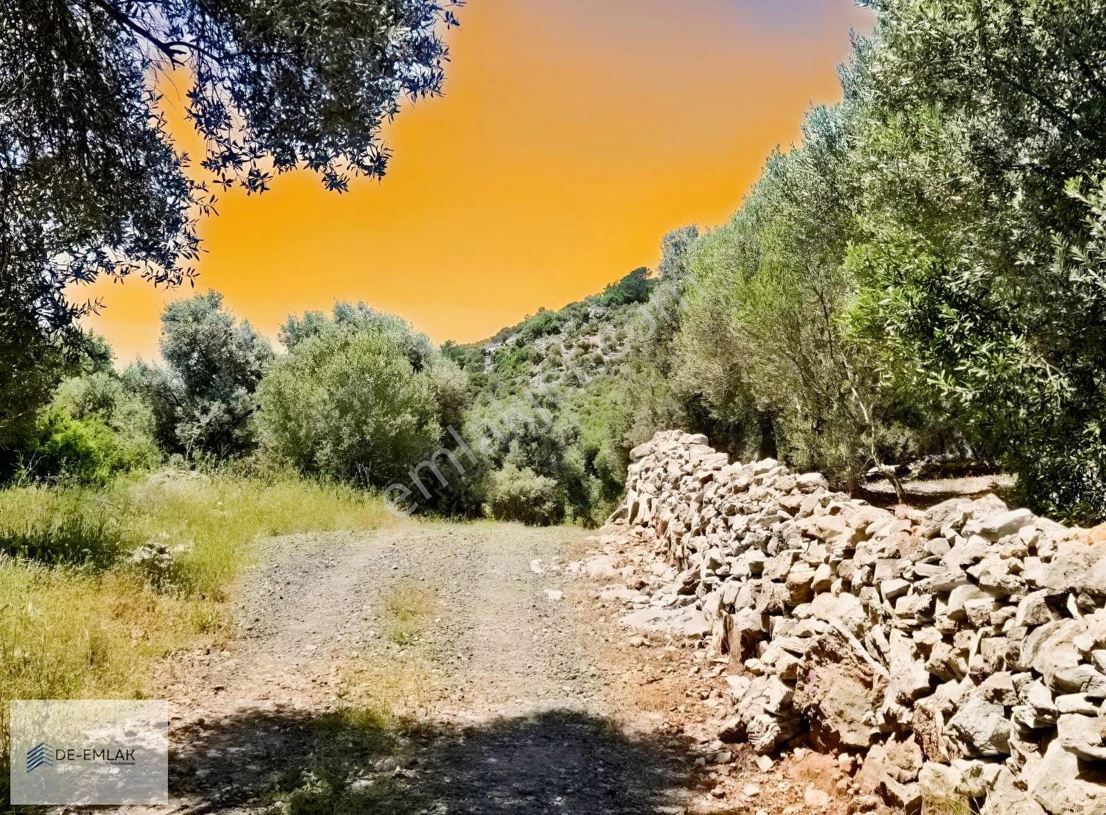 Muğla Ortaca Fevziye De Yatırım Fırsatı Satılık Zeytinlik