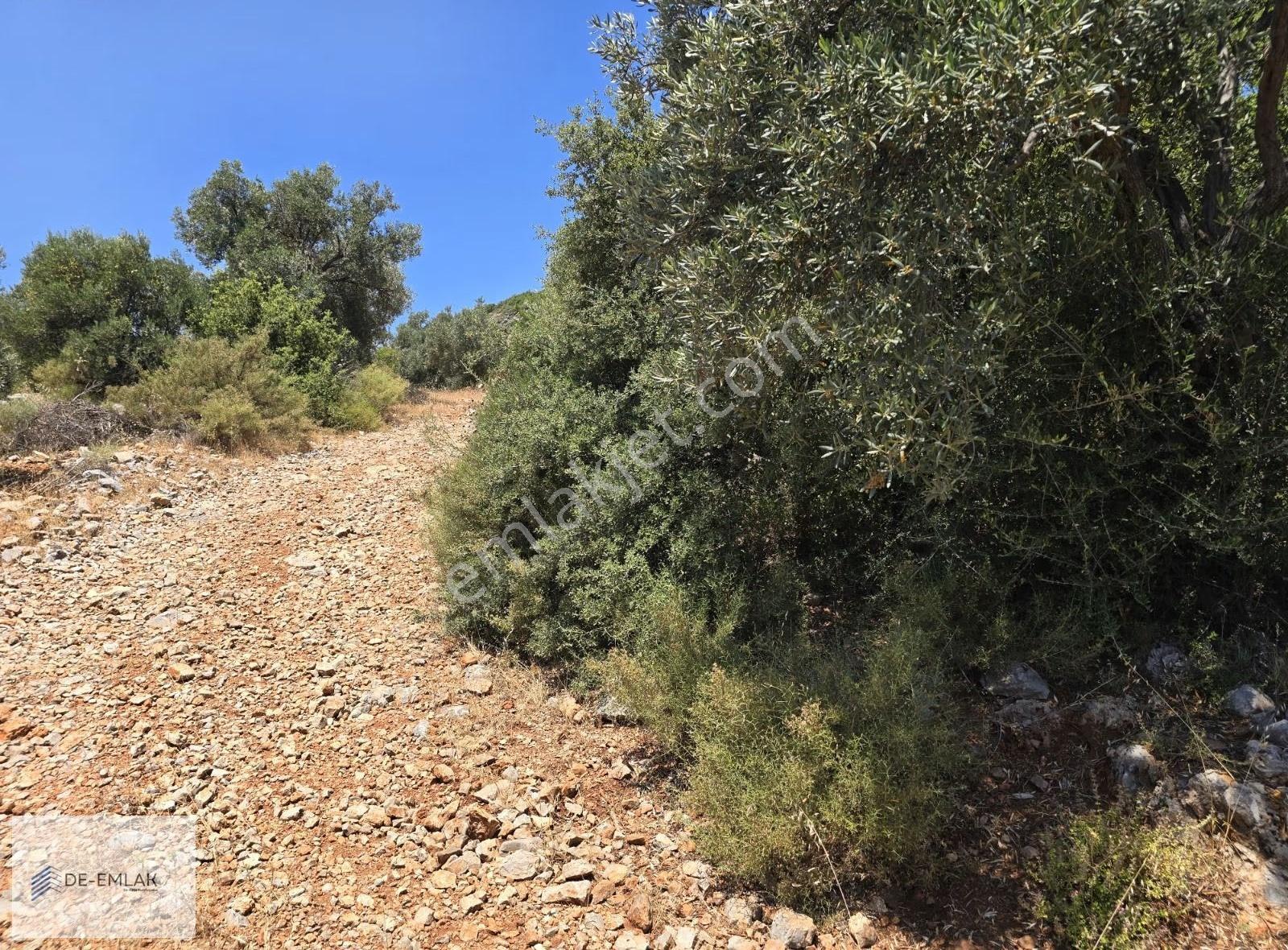 Muğla Ortaca Fevziye De Yatırım Fırsatı Satılık Zeytinlik - Görsel 23