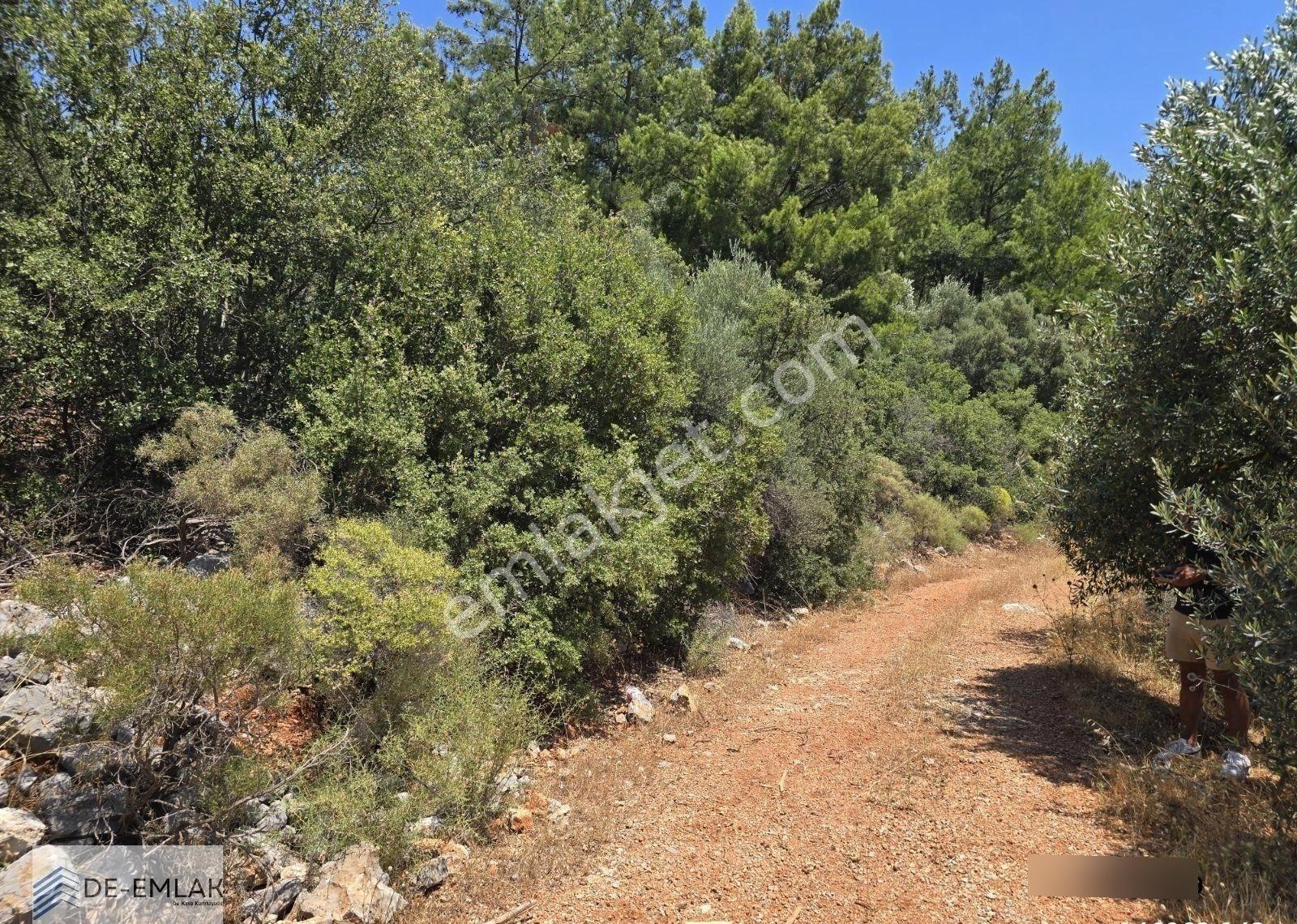Muğla Ortaca Fevziye De Yatırım Fırsatı Satılık Zeytinlik - Görsel 12
