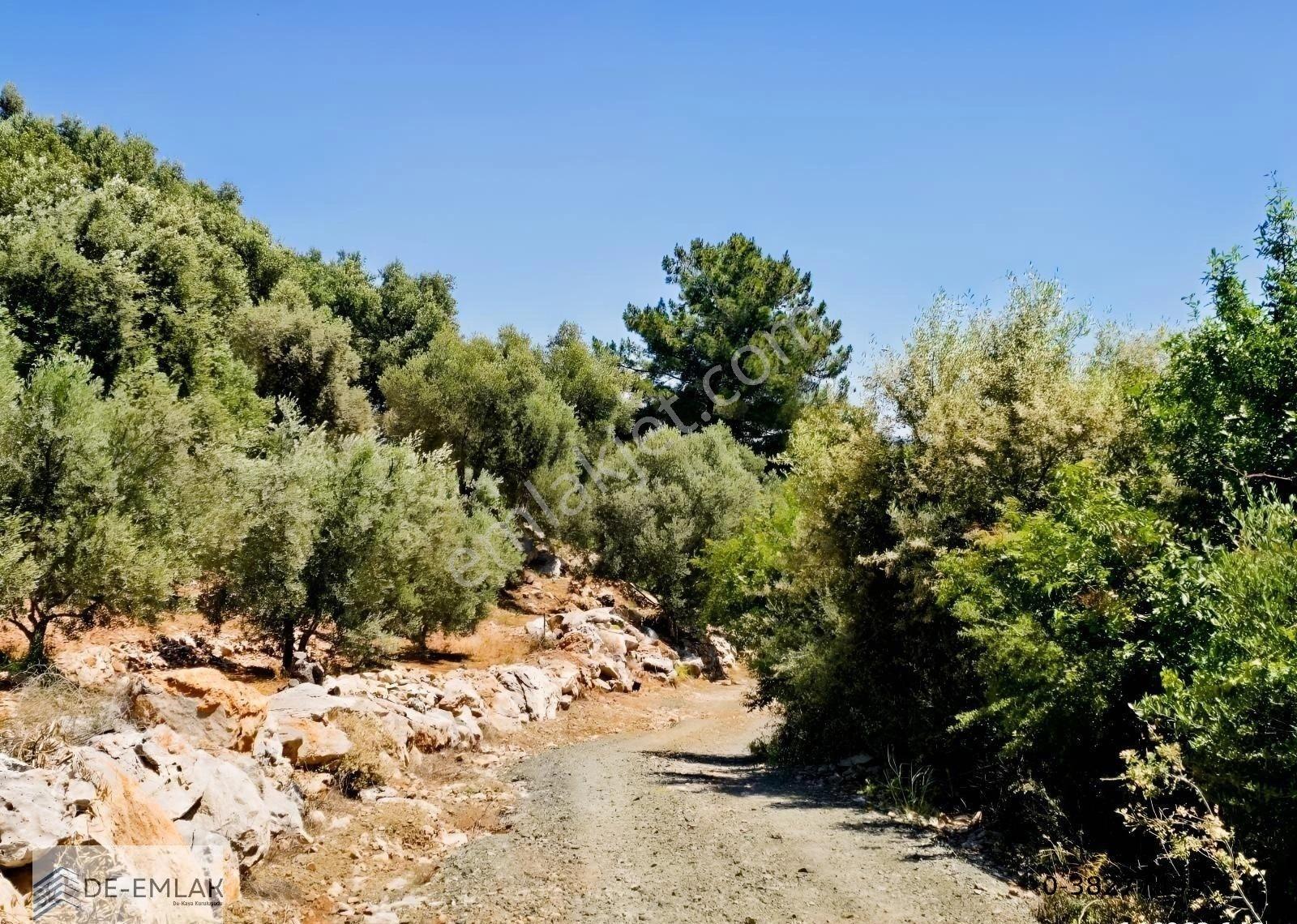 Muğla Ortaca Fevziye De Yatırım Fırsatı Satılık Zeytinlik - Görsel 4