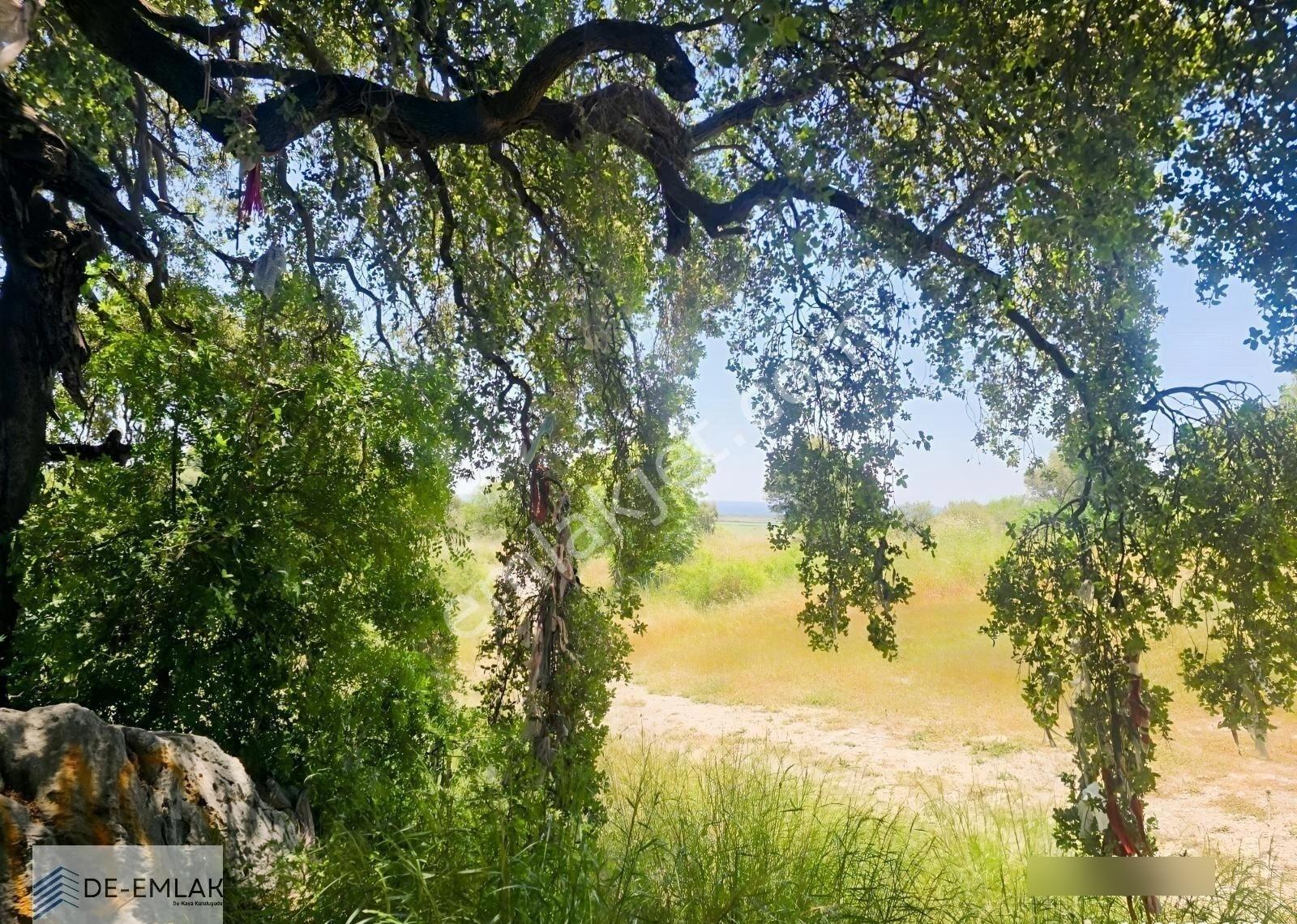 Muğla Ortaca Fevziye De Yatırım Fırsatı Satılık Zeytinlik - Görsel 24