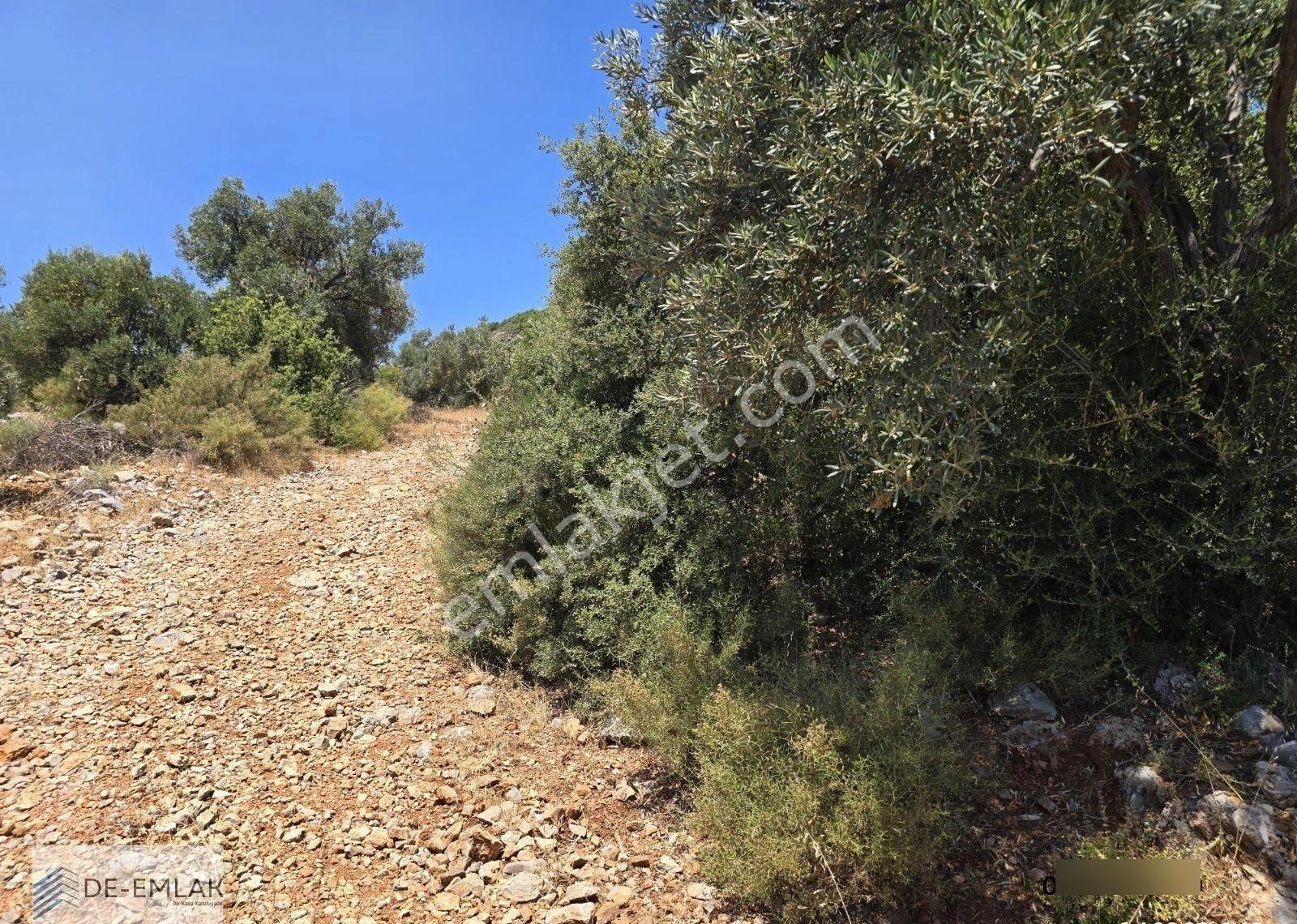 Muğla Ortaca Fevziye De Yatırım Fırsatı Satılık Zeytinlik - Görsel 9