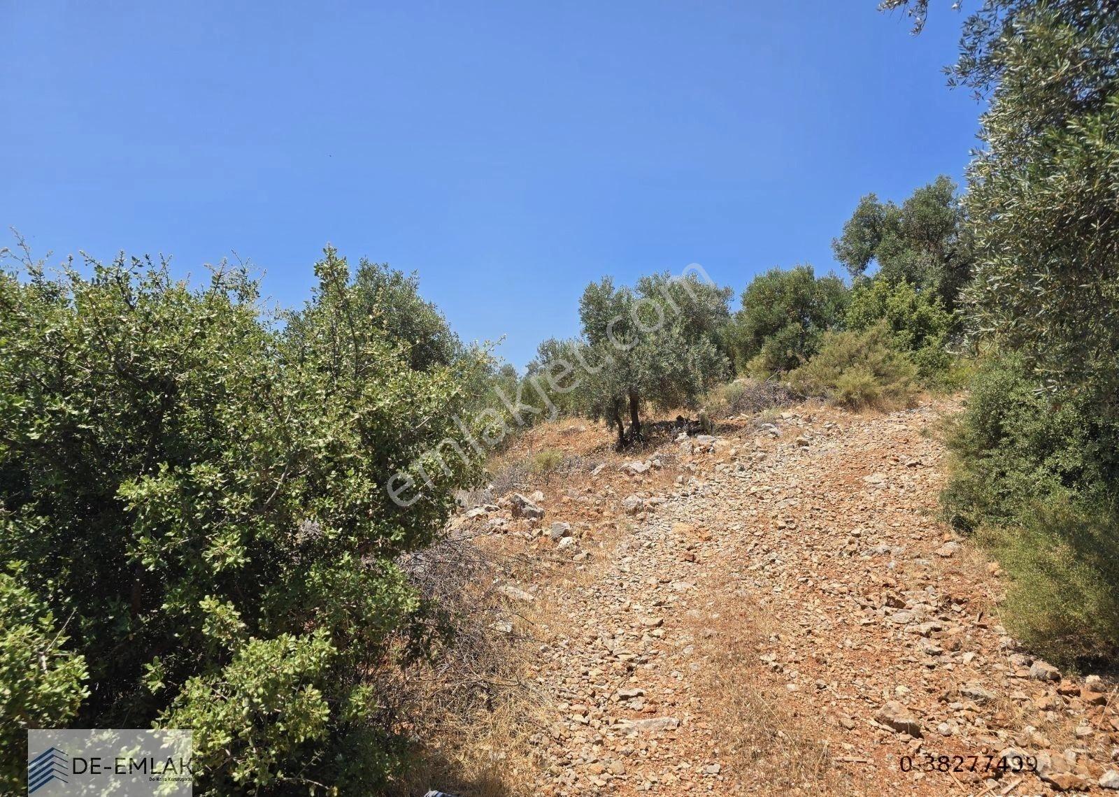 Muğla Ortaca Fevziye De Yatırım Fırsatı Satılık Zeytinlik - Görsel 8
