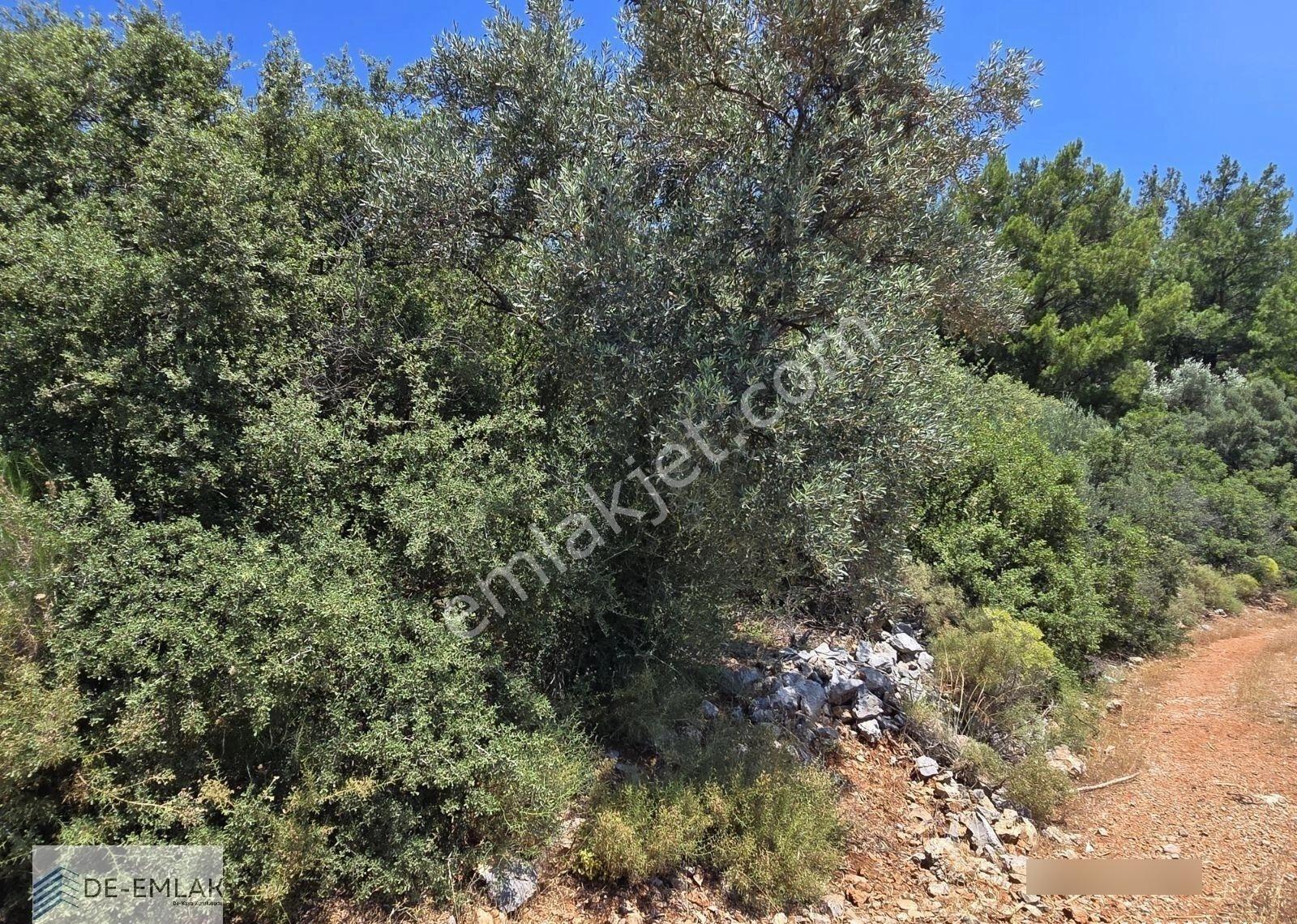 Muğla Ortaca Fevziye De Yatırım Fırsatı Satılık Zeytinlik - Görsel 7