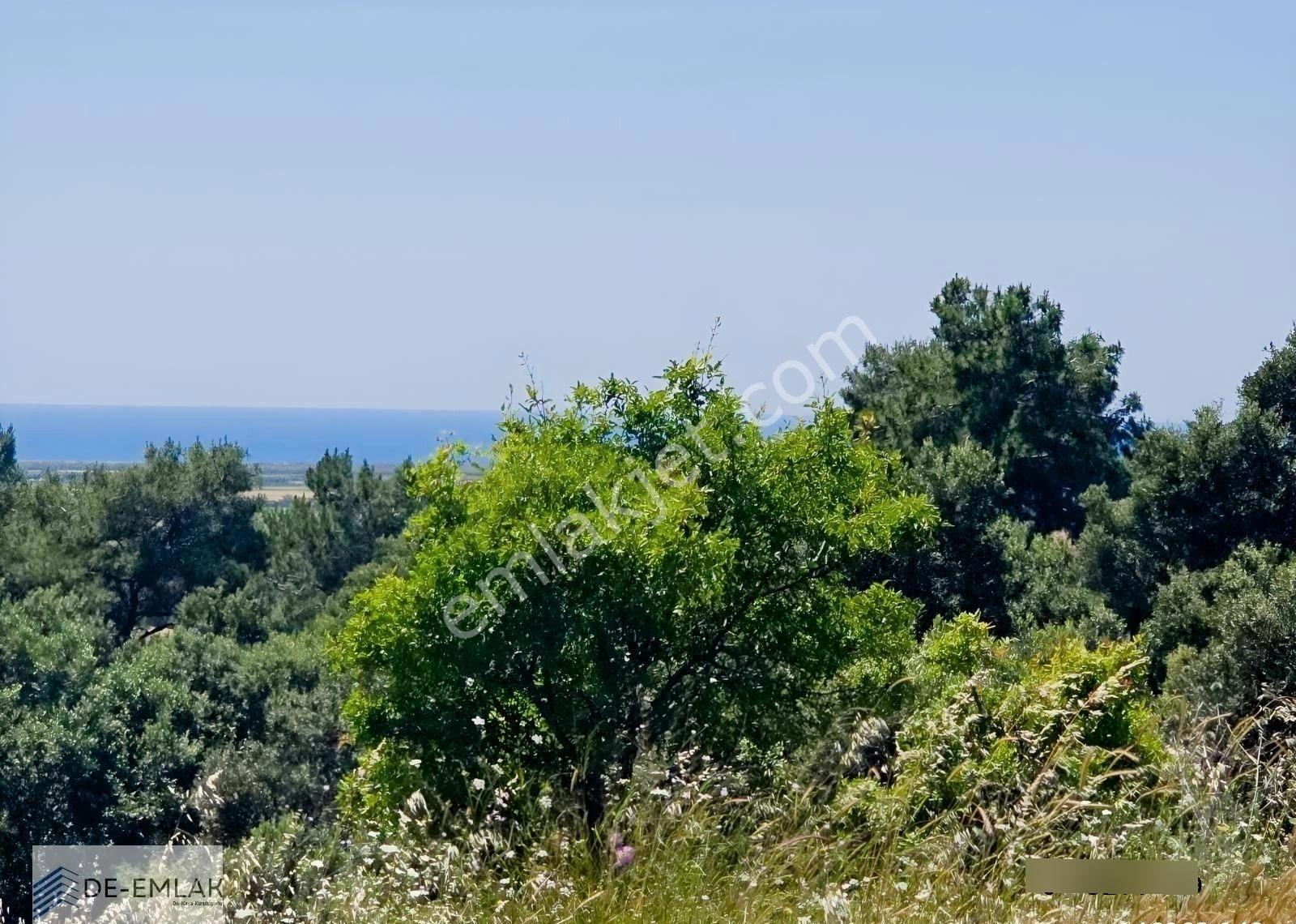Muğla Ortaca Fevziye De Yatırım Fırsatı Satılık Zeytinlik