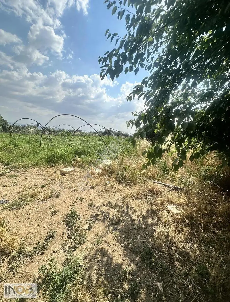 Atça'da Satılık 3300 M² Zeytinlik Bahçe (hisseli) - Görsel 2
