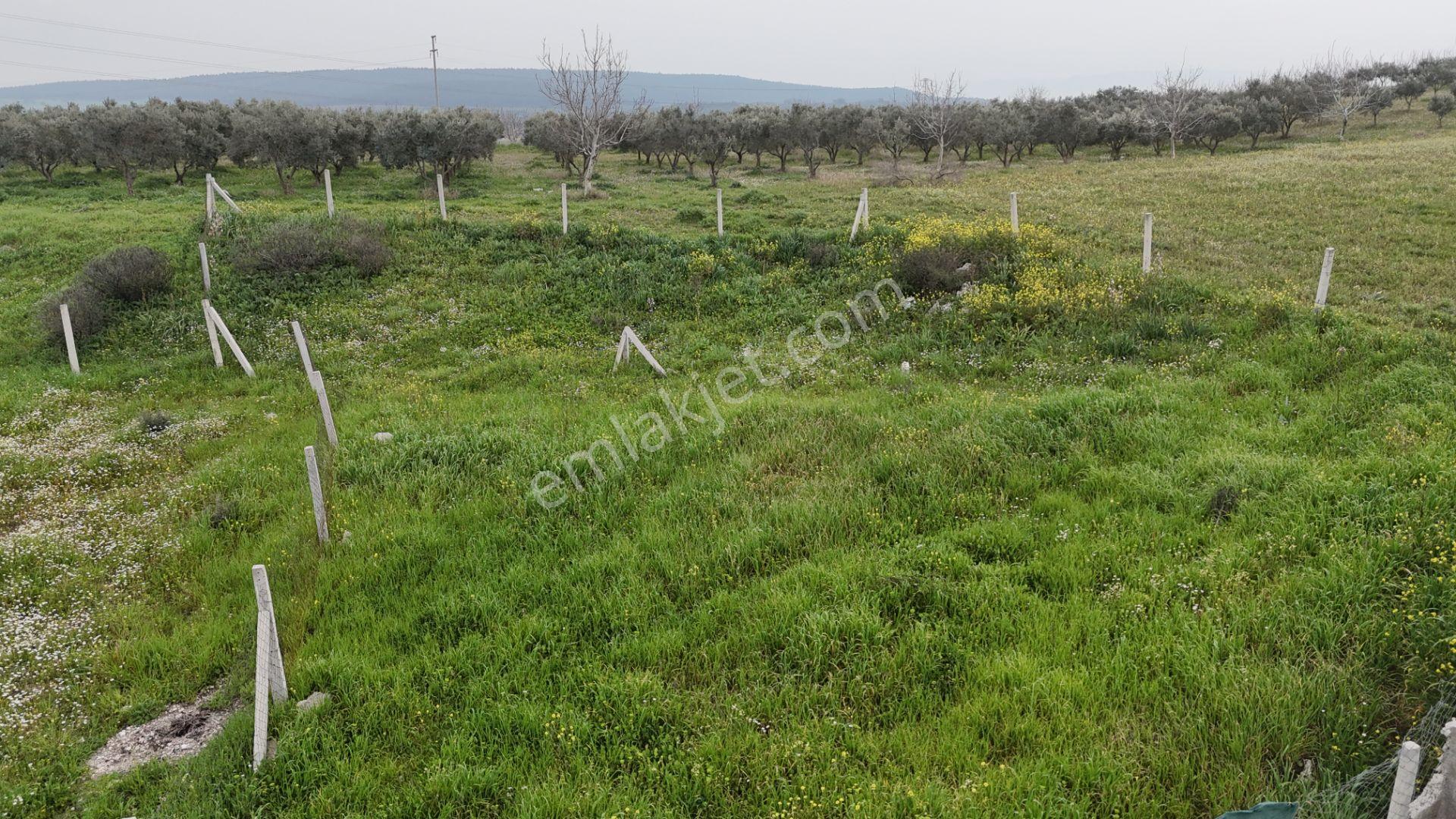 İzmir Menderes Kısık-oğlananasında Hisse Tapulu 400 M2 Arsa - Görsel 15