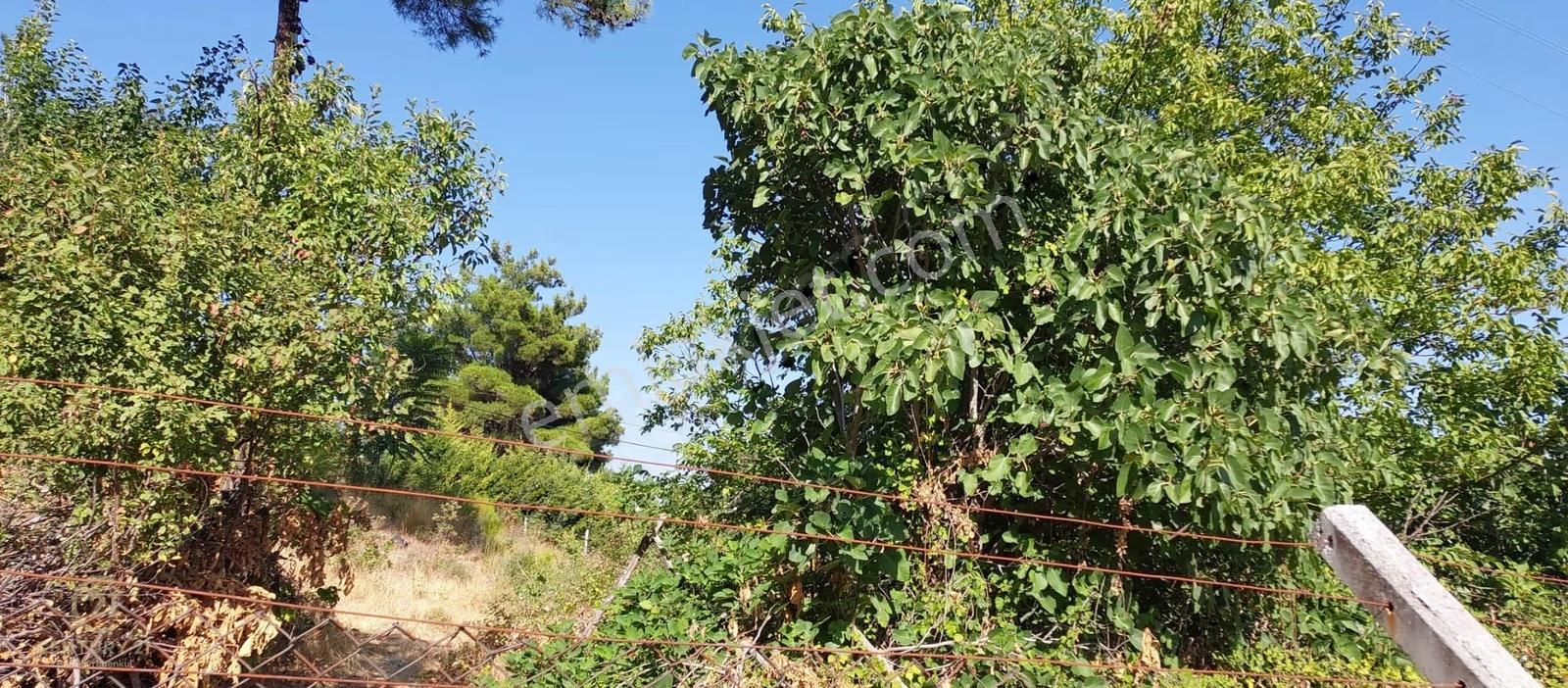 C21 Bal'dan Konakpınar'da Satılık İki Katlı İmarlı Köy Arsası - Görsel 4
