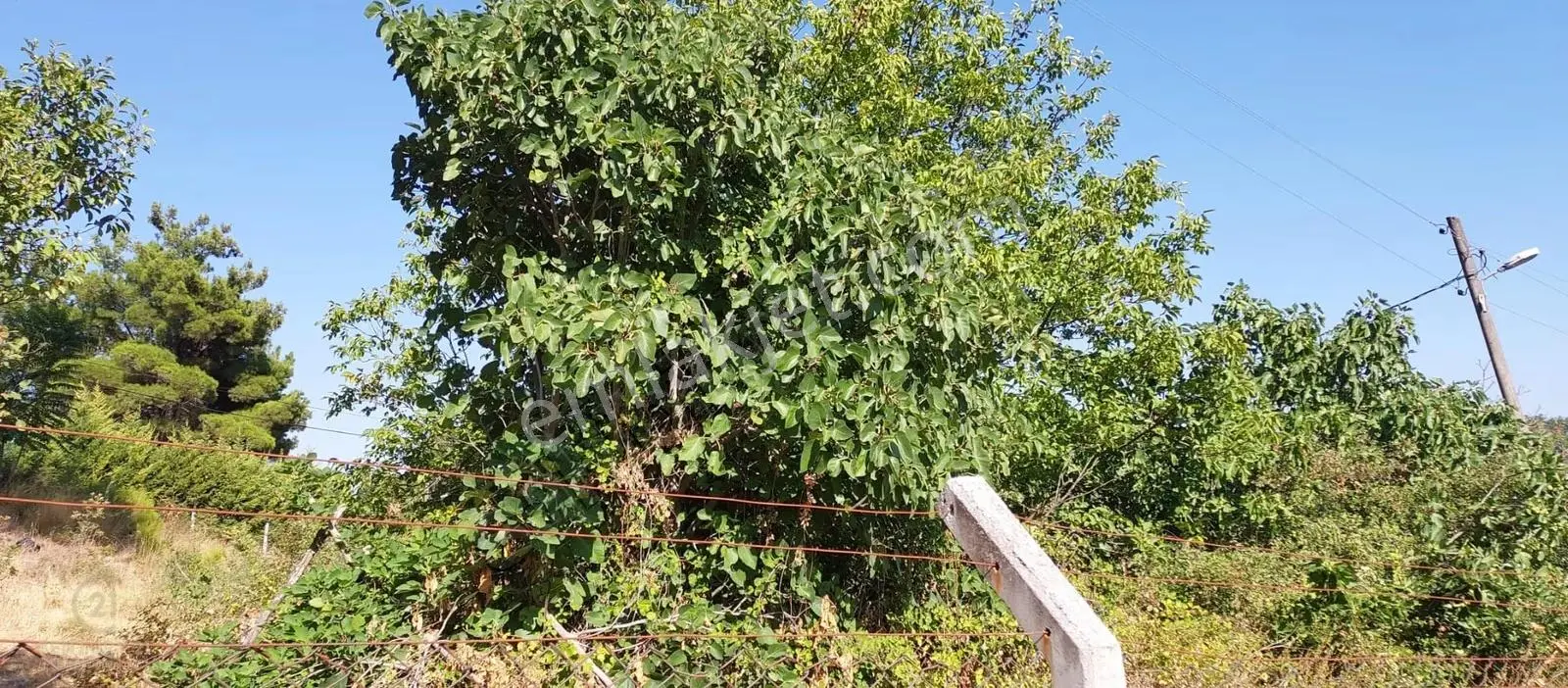 C21 Bal'dan Konakpınar'da Satılık İki Katlı İmarlı Köy Arsası - Görsel 11