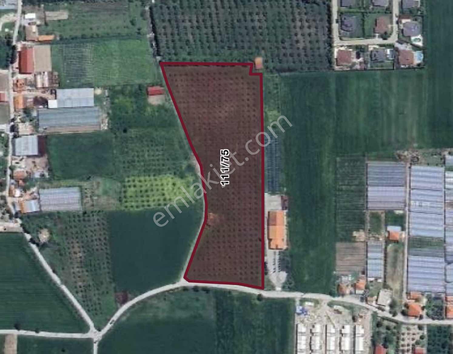 İzmir Urla Kuşçular Satılık 16.870 M2 Köy İçi İmarlı Tarla - Görsel 9