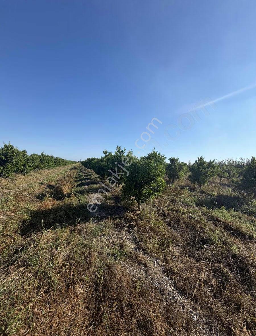 Adana Karataş 42 Dönüm Ana Yola Cepheli Narenciye Bahçesi - Görsel 21
