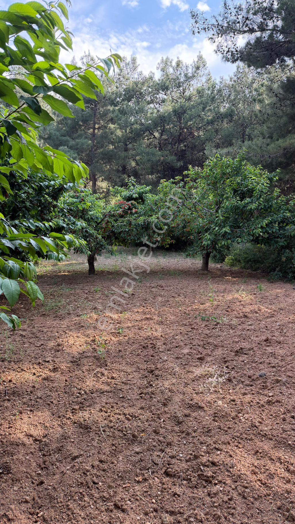 Uncu Bozköy Mh Ormanın İçinde Saklı Çennet Bahçesi - Görsel 27