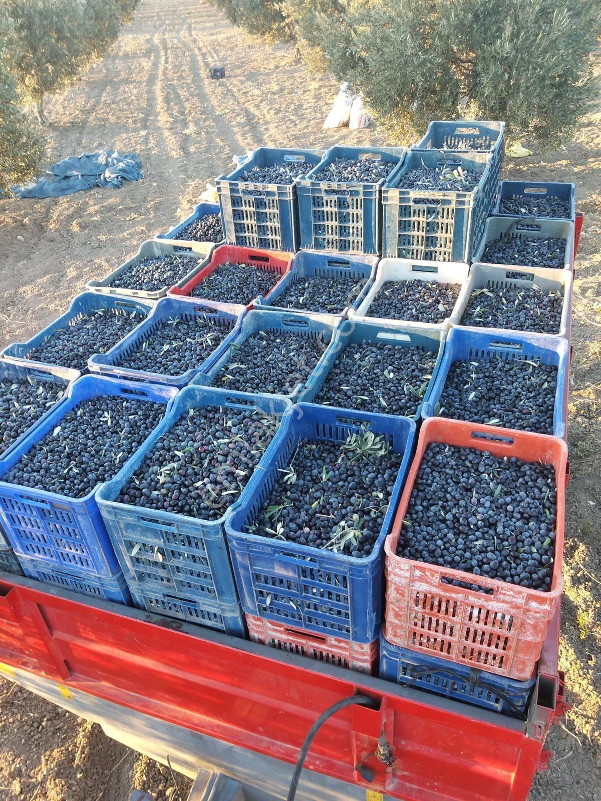 Satılık Zeytinlik Ve Tarla – Manisa Kırkağaç Yağmurlu Mahallesi !