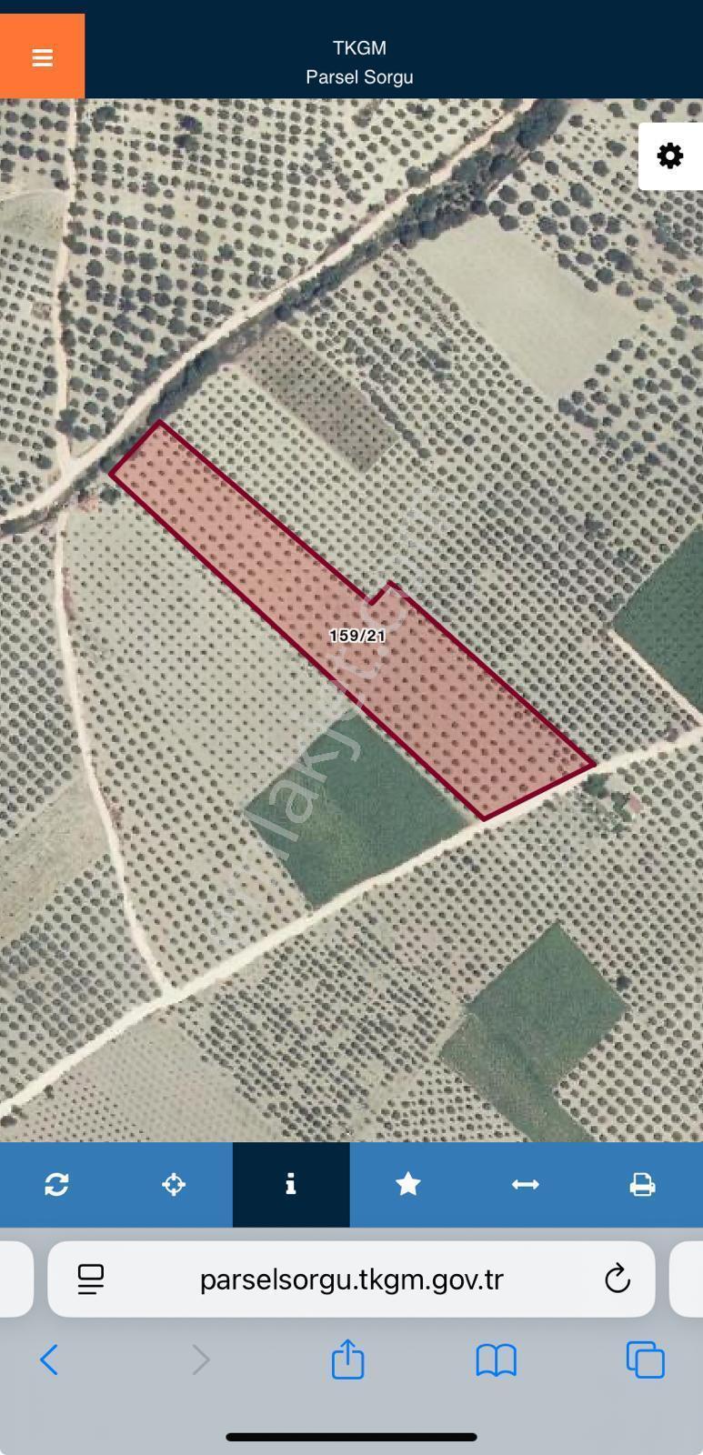 Satılık Zeytinlik Ve Tarla – Manisa Kırkağaç Yağmurlu Mahallesi ! - Görsel 14