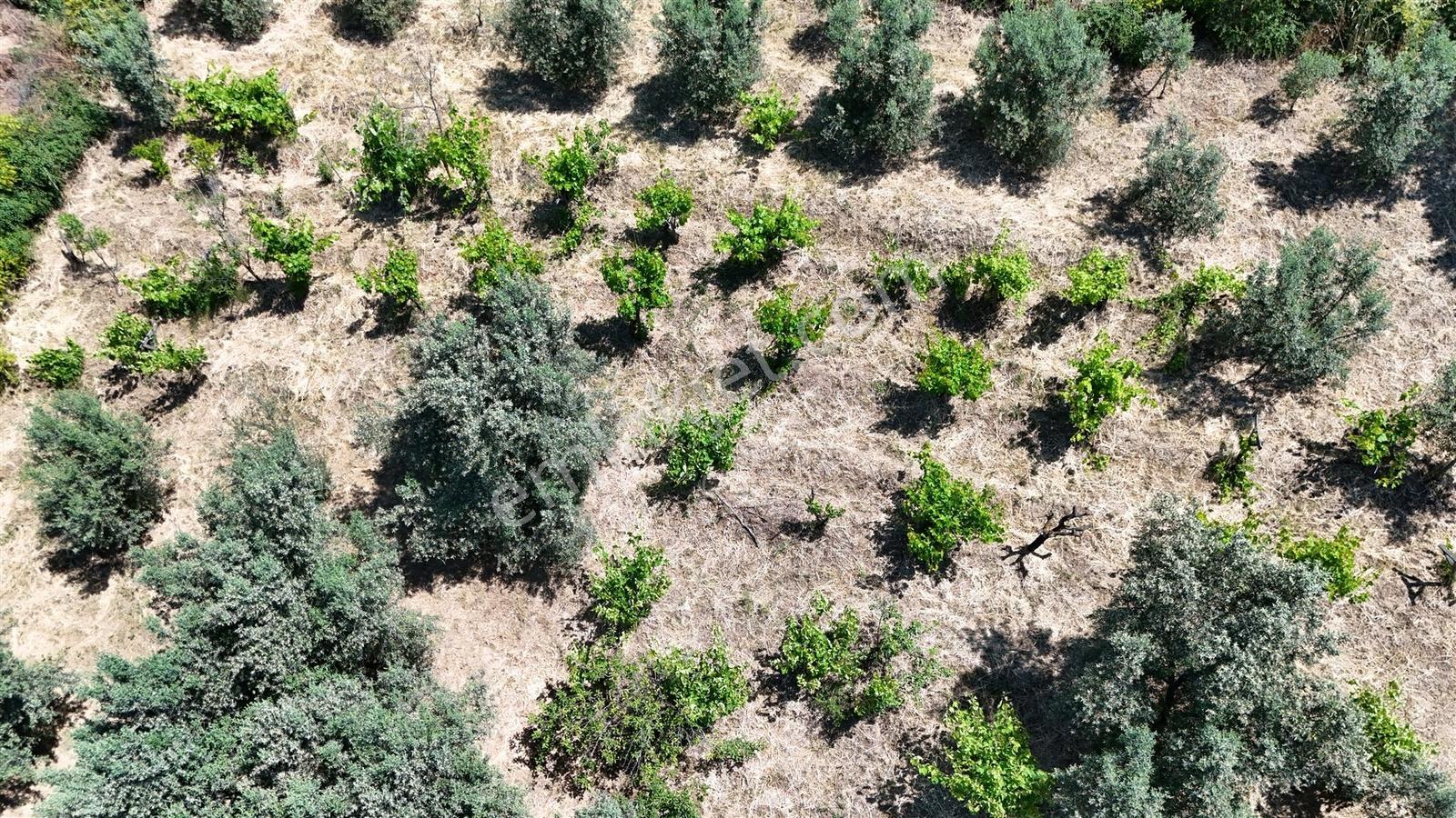 2.500 M² Dereköy'de Zeytinlikle Müstakil Köy Evi Doğa Ve Huzur - Görsel 10