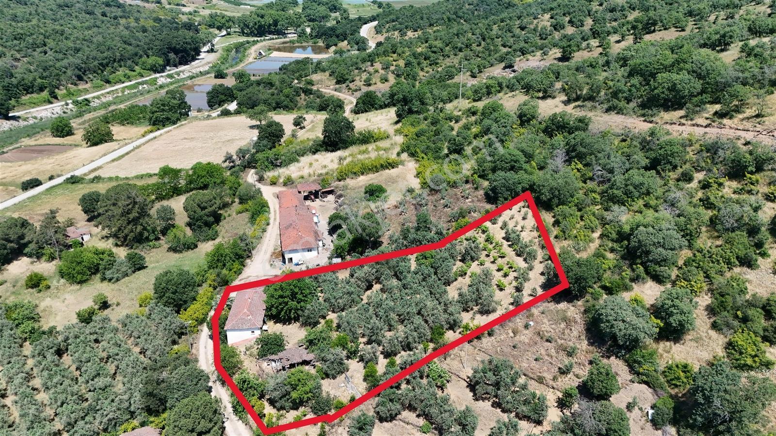 2.500 M² Dereköy'de Zeytinlikle Müstakil Köy Evi Doğa Ve Huzur - Görsel 7