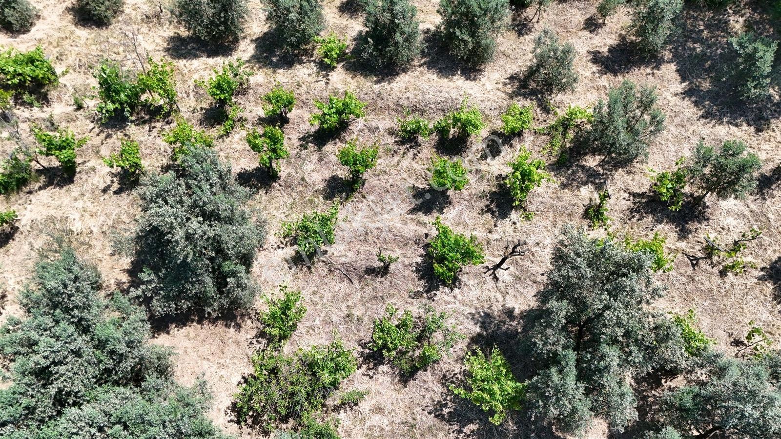 2.500 M² Dereköy'de Zeytinlikle Müstakil Köy Evi Doğa Ve Huzur - Görsel 9