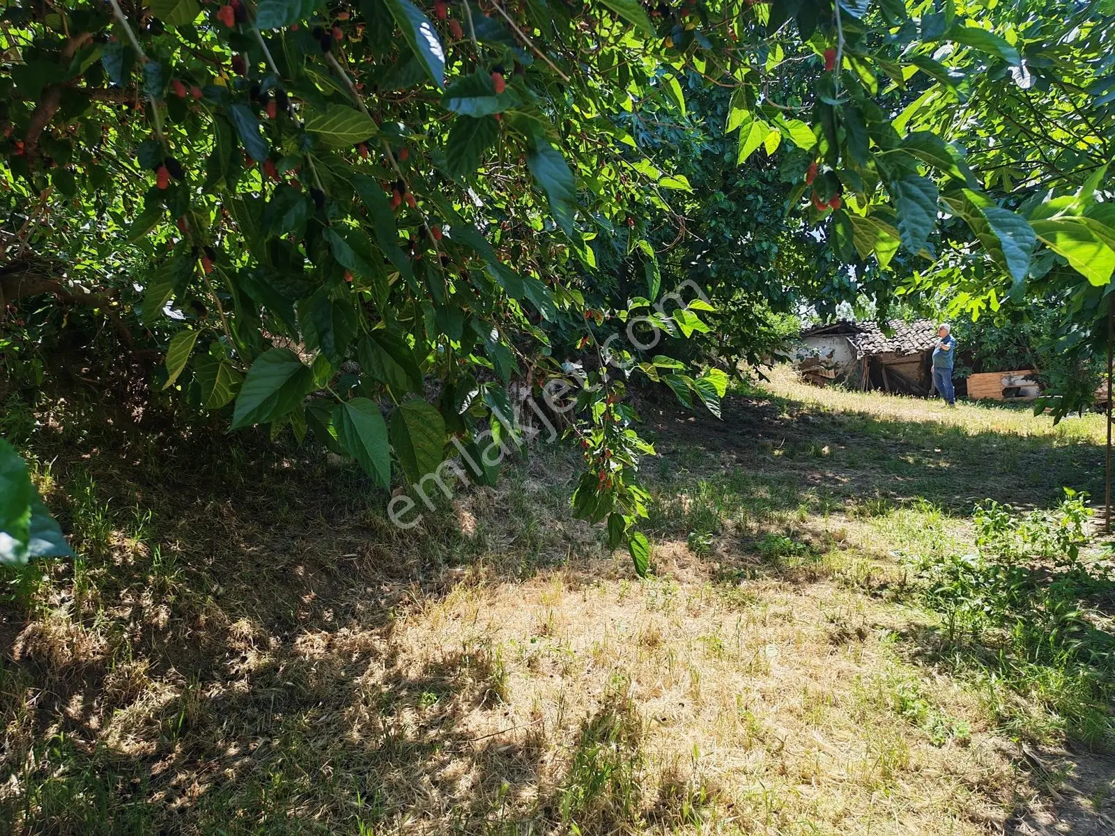 2.500 M² Dereköy'de Zeytinlikle Müstakil Köy Evi Doğa Ve Huzur - Görsel 13