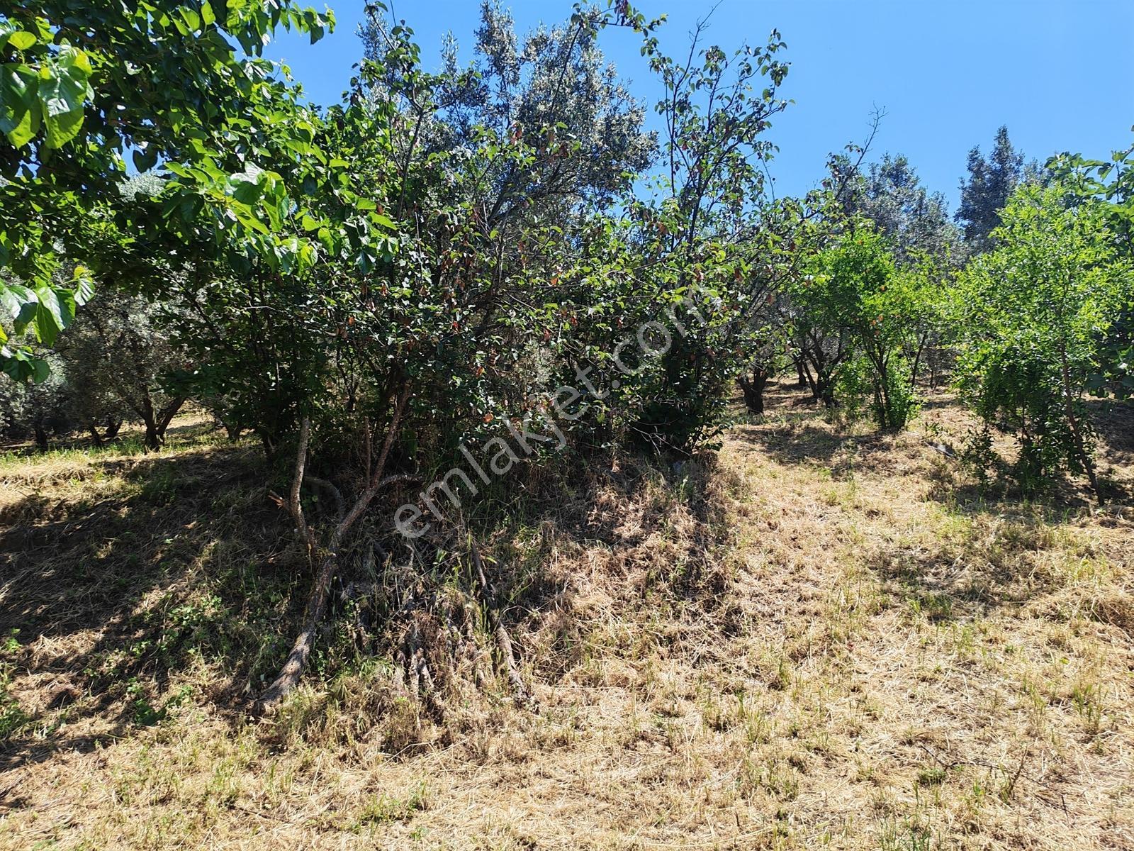 2.500 M² Dereköy'de Zeytinlikle Müstakil Köy Evi Doğa Ve Huzur - Görsel 26