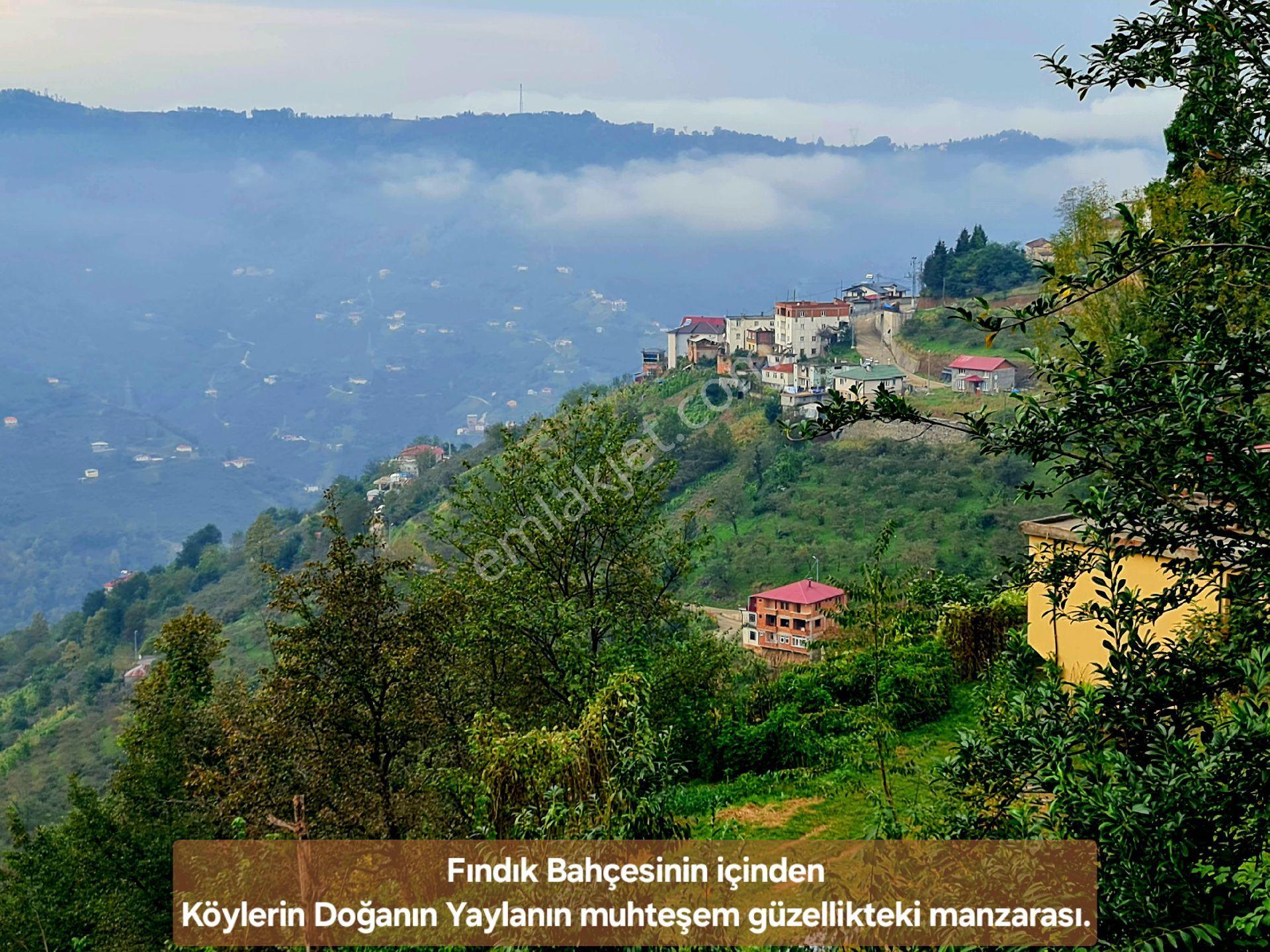 Trabzon Vakfıkebir Denizyakın 3kat %25imar Resmiyol Köyiçi Elk+su 1544m² Manzara Çokuygun Açıklamada - Görsel 19