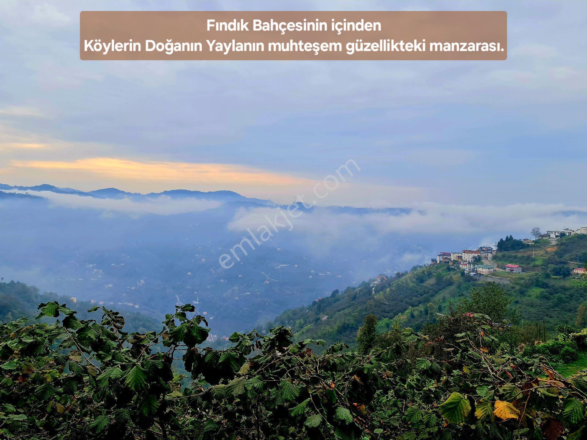 Trabzon Vakfıkebir Denizyakın 3kat %25imar Resmiyol Köyiçi Elk+su 1544m² Manzara Çokuygun Açıklamada - Görsel 23