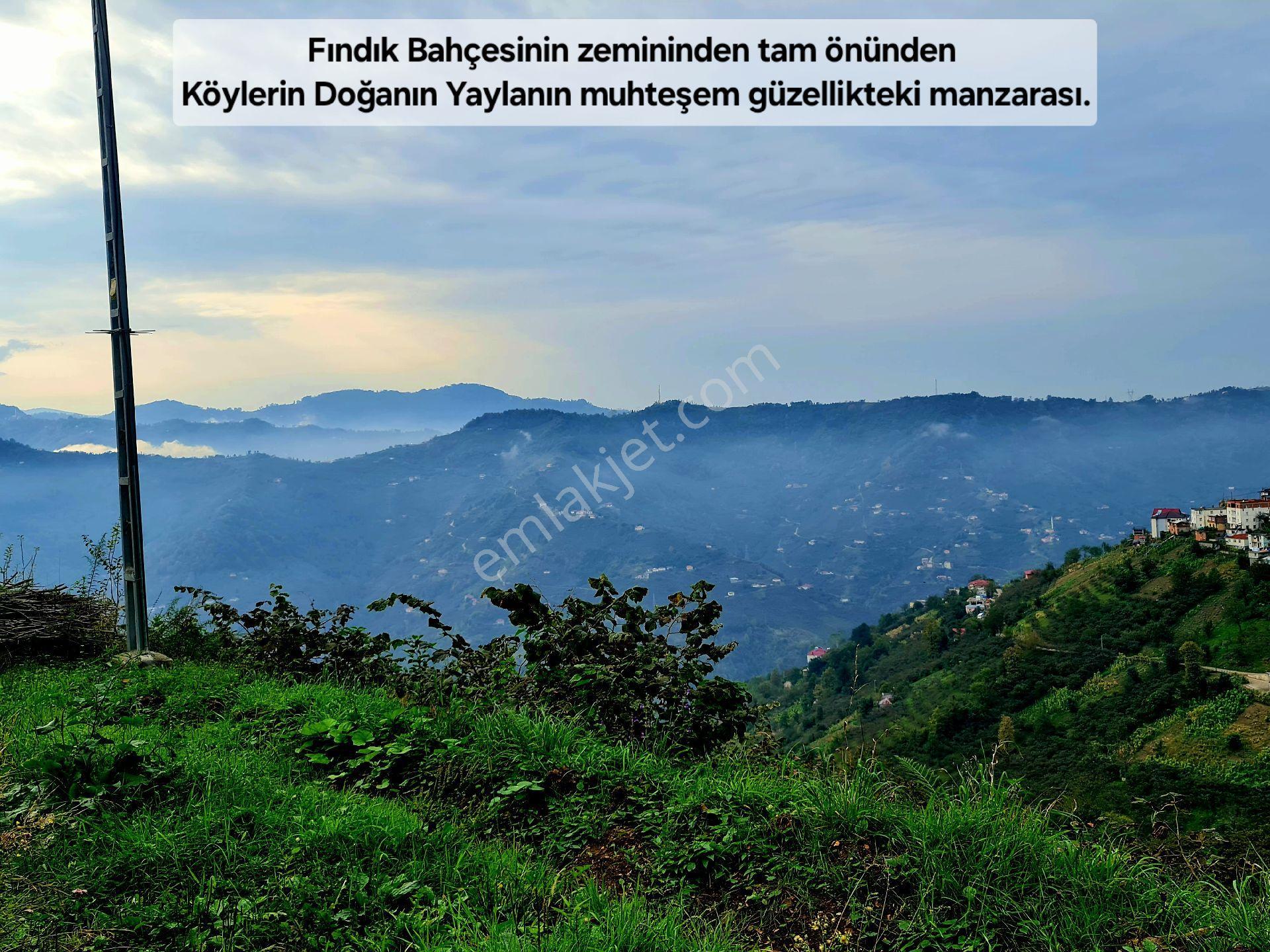 Trabzon Vakfıkebir Denizyakın 3kat %25imar Resmiyol Köyiçi Elk+su 1544m² Manzara Çokuygun Açıklamada - Görsel 16