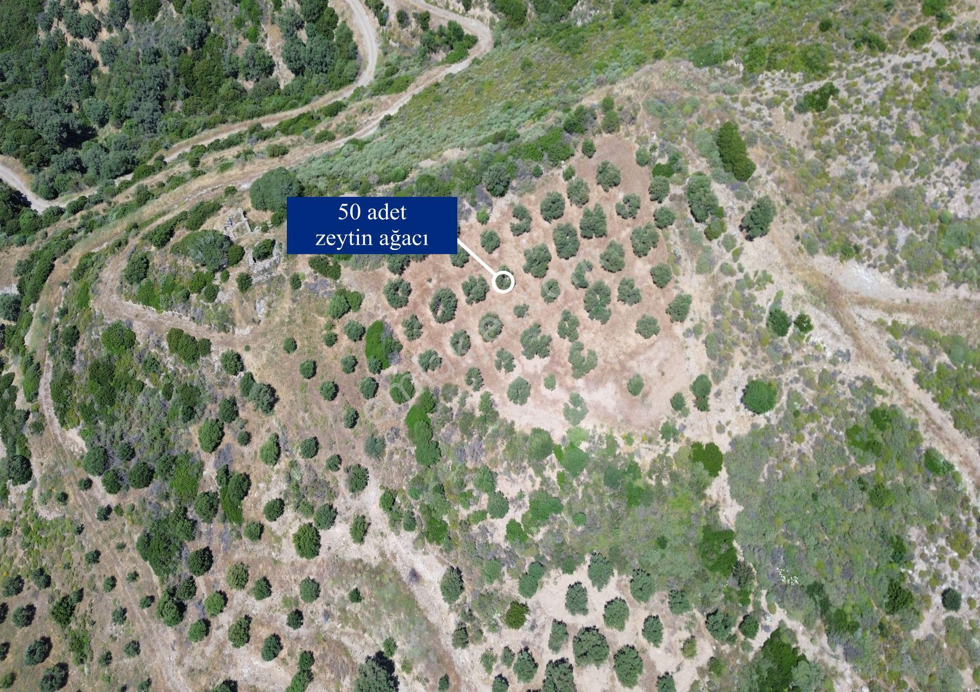Sarpıncık'ta 5437 M² Yatırımlık Tarla&üzüm Bağı - Görsel 3