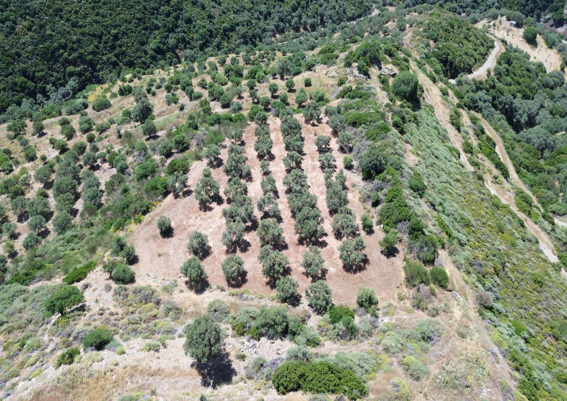 Sarpıncık'ta 5437 M² Yatırımlık Tarla&üzüm Bağı - Görsel 8