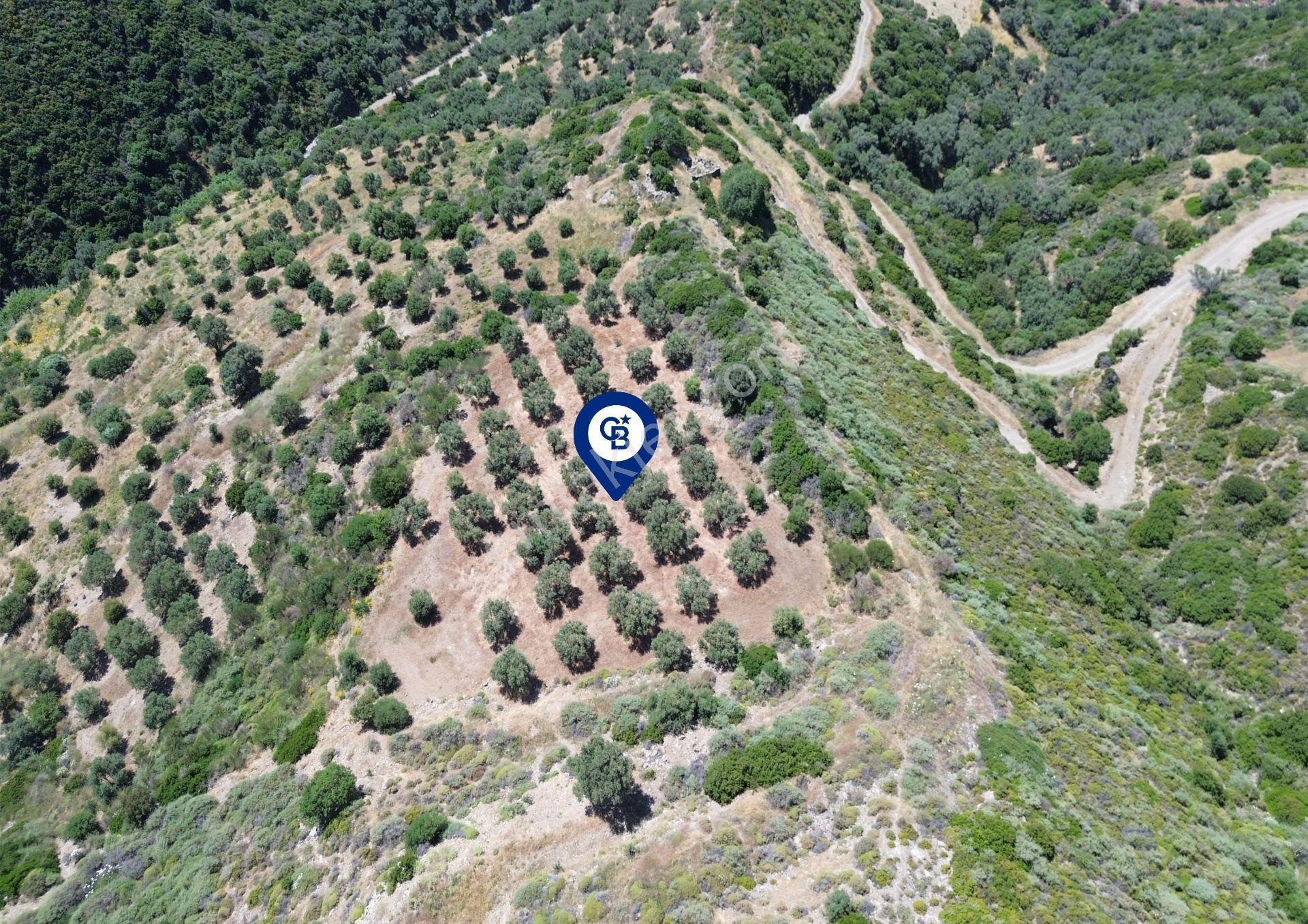 Sarpıncık'ta 5437 M² Yatırımlık Tarla&üzüm Bağı