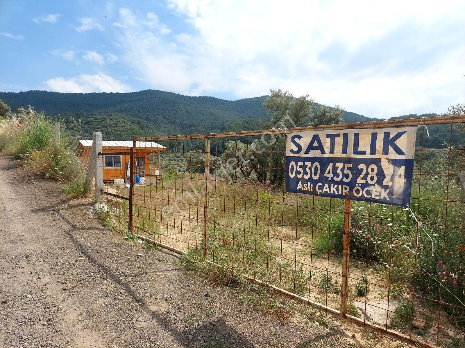 İzmir Kemalpaşa Yeşilköy'de Satılık Zeytinlik İçinde Ağaç Ev - Görsel 3