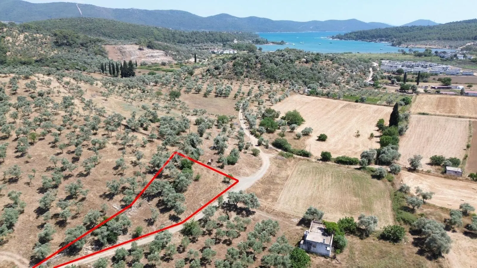 Kazıklıda Denize 900 M 482 M² Yatırımlık Zeytinlik - Görsel 2