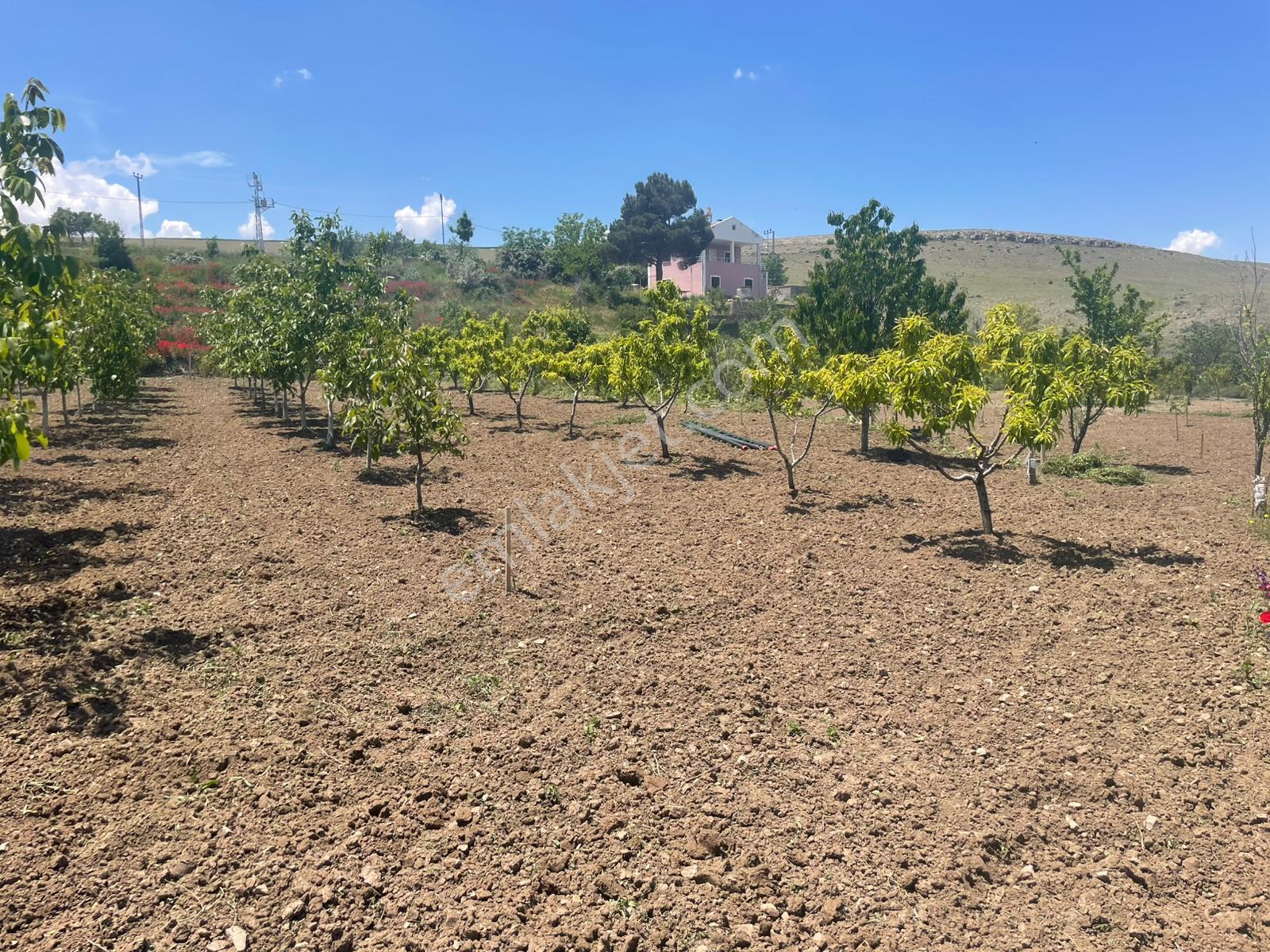 Her Çeşit Meyvesi Olan Bakımlı Harika Bir Bahçe Niğde/bor/gökbez - Görsel 25