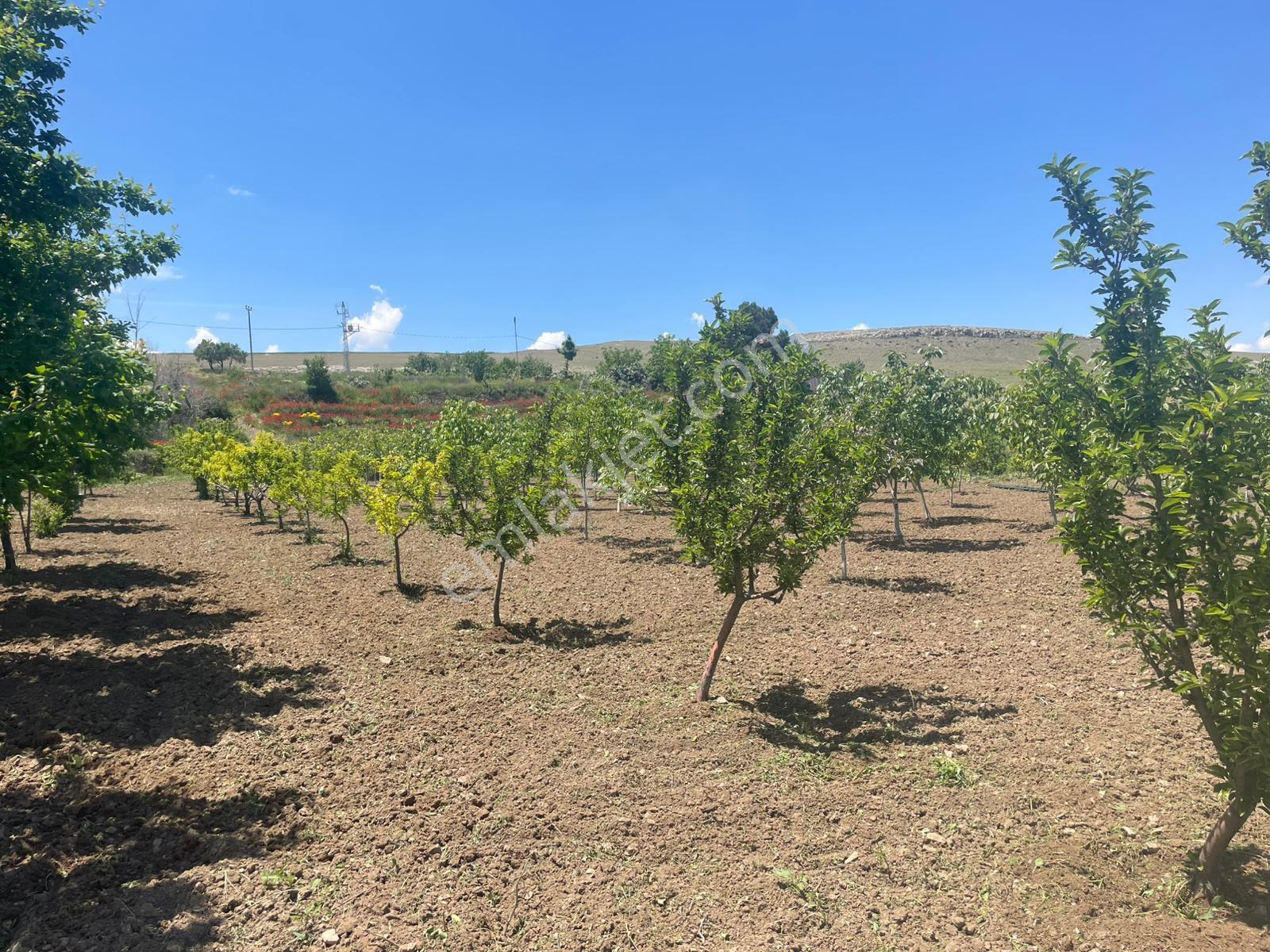 Her Çeşit Meyvesi Olan Bakımlı Harika Bir Bahçe Niğde/bor/gökbez - Görsel 14