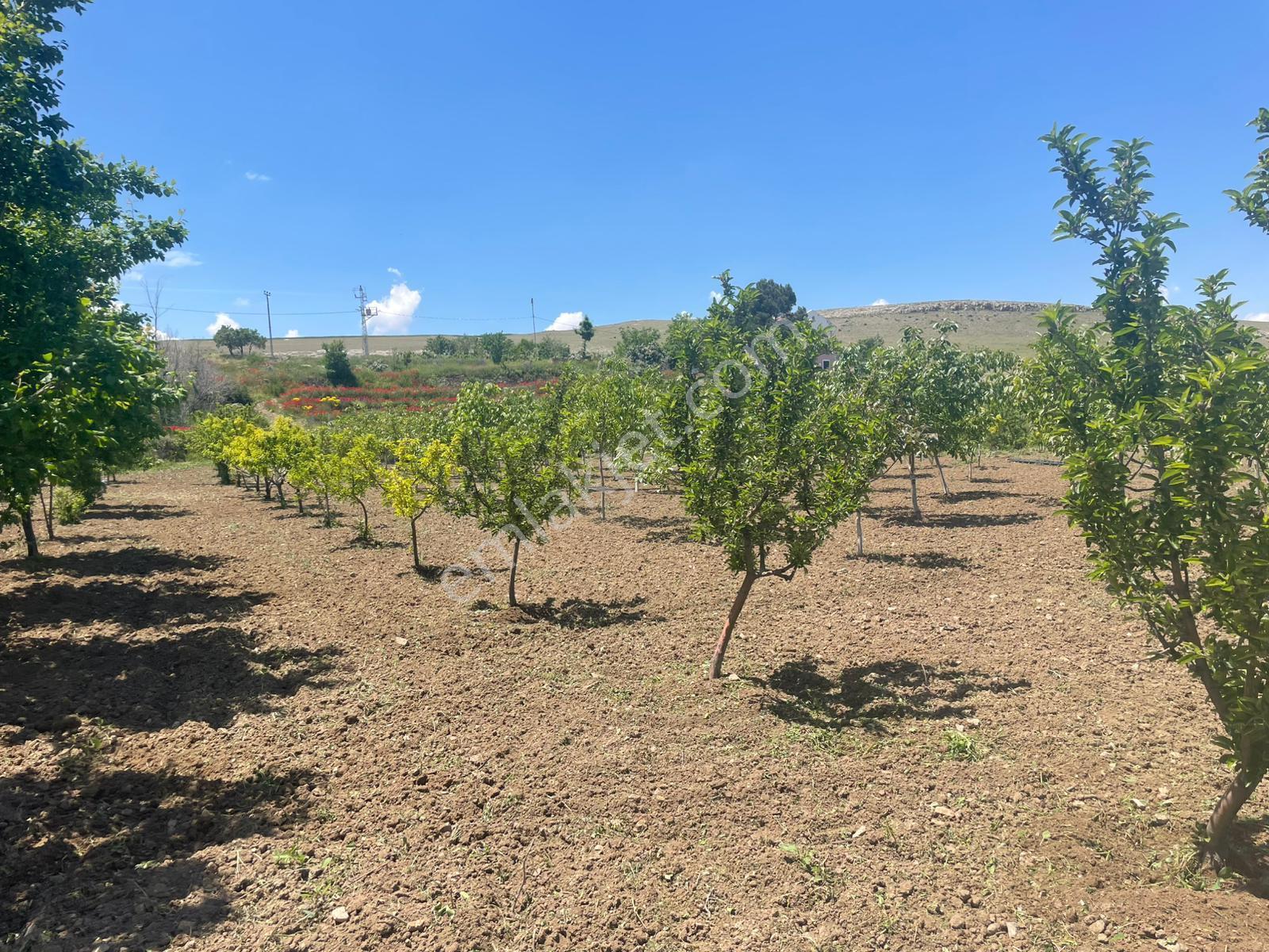 Her Çeşit Meyvesi Olan Bakımlı Harika Bir Bahçe Niğde/bor/gökbez - Görsel 17