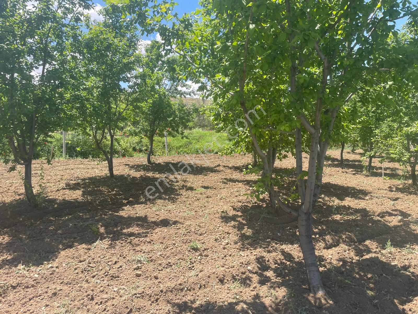 Her Çeşit Meyvesi Olan Bakımlı Harika Bir Bahçe Niğde/bor/gökbez - Görsel 12