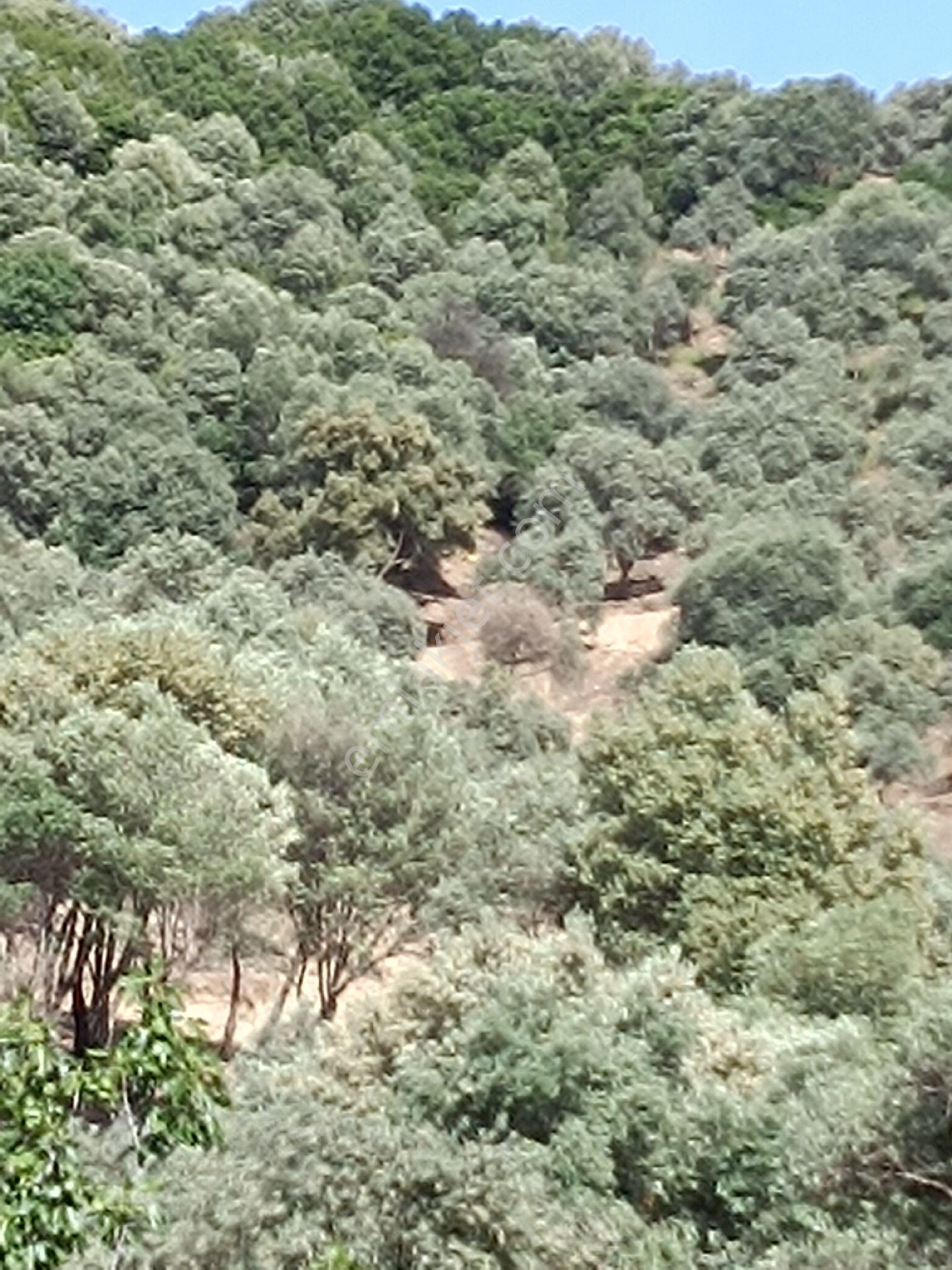 Söke Bodrum Otoyolu Kıyısında Bulunan Satılık Zeytinlik - Görsel 4