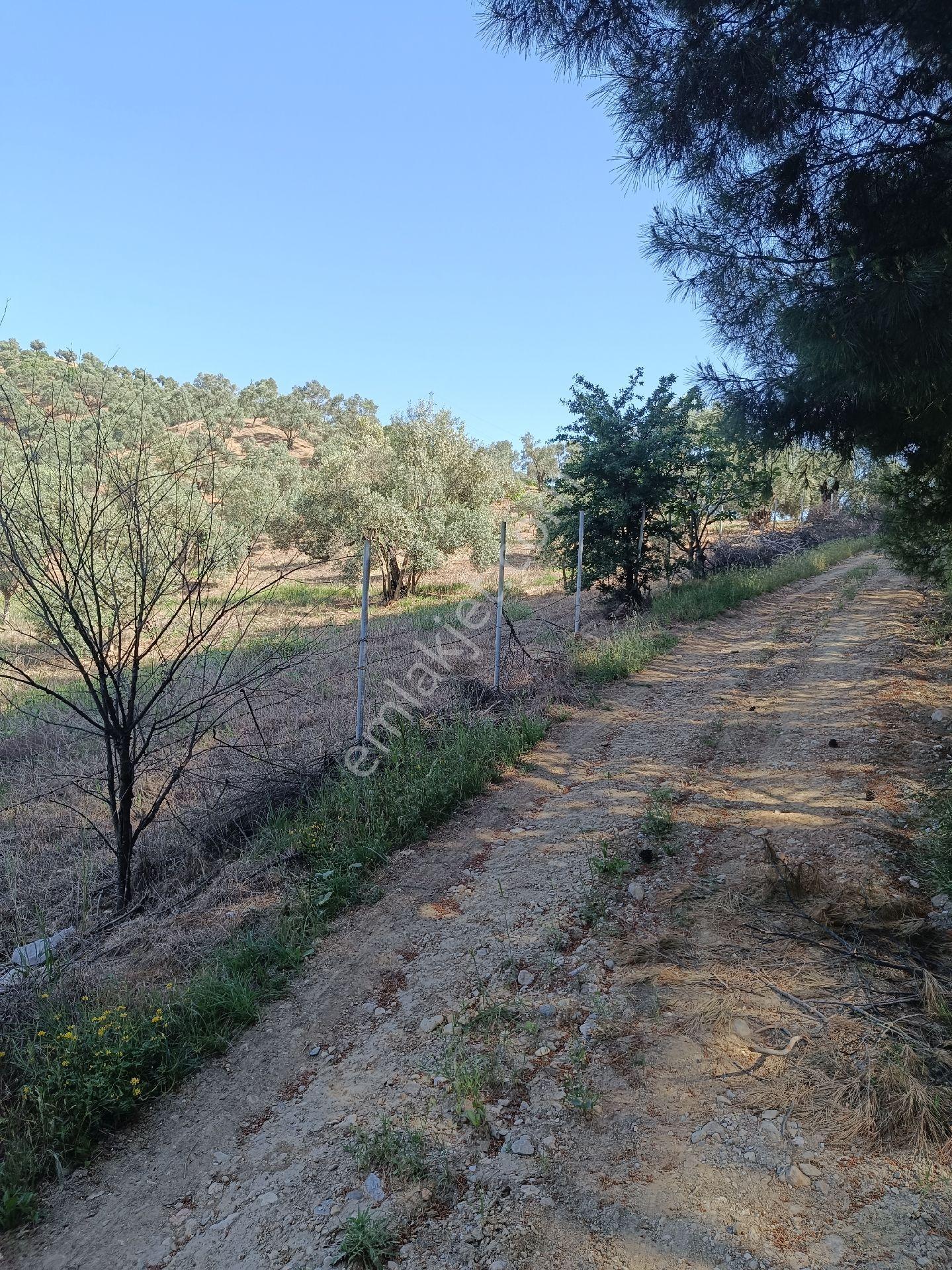 Söke Bodrum Otoyolu Kıyısında Bulunan Satılık Zeytinlik - Görsel 7