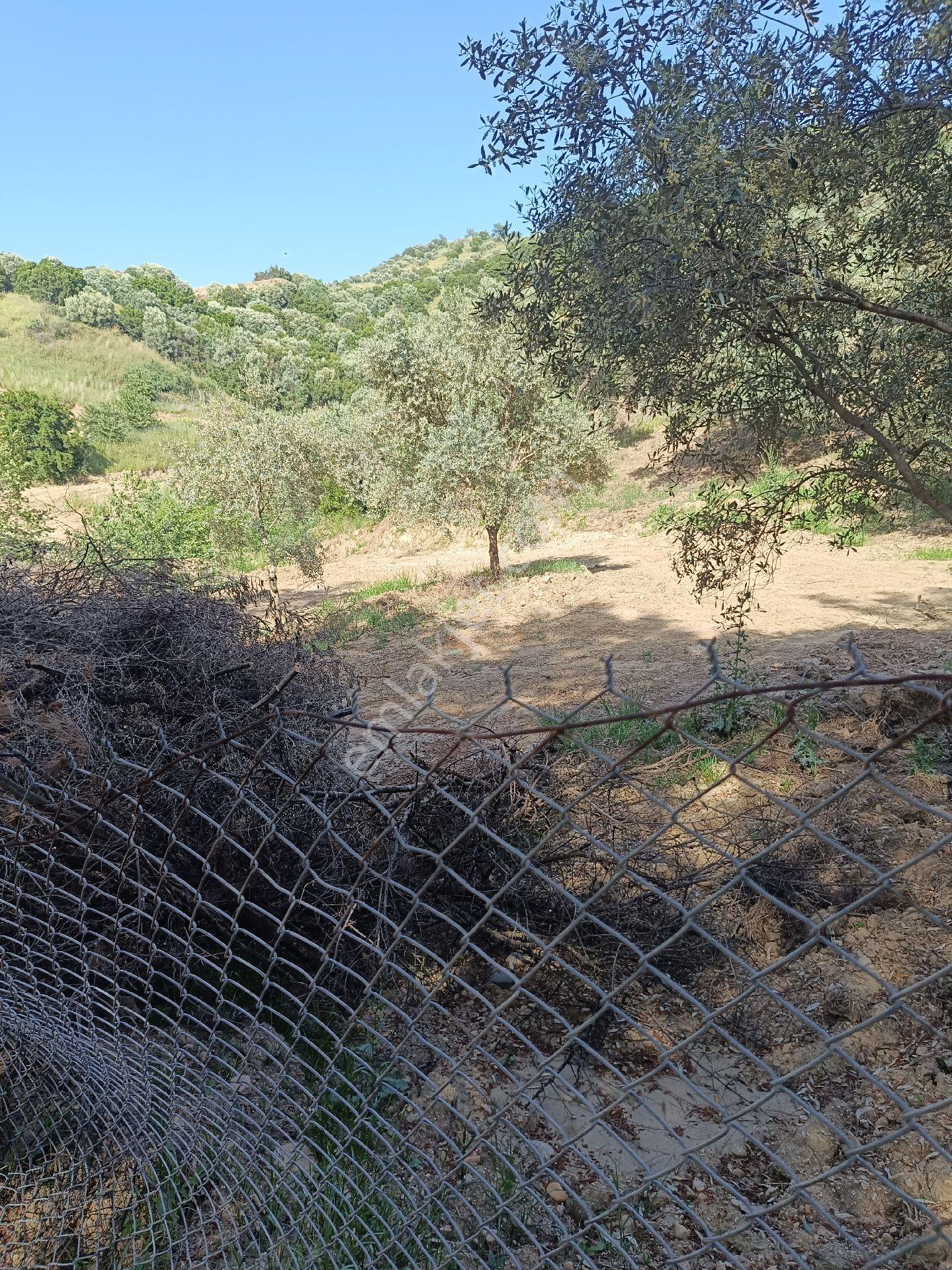 Söke Bodrum Otoyolu Kıyısında Bulunan Satılık Zeytinlik - Görsel 12