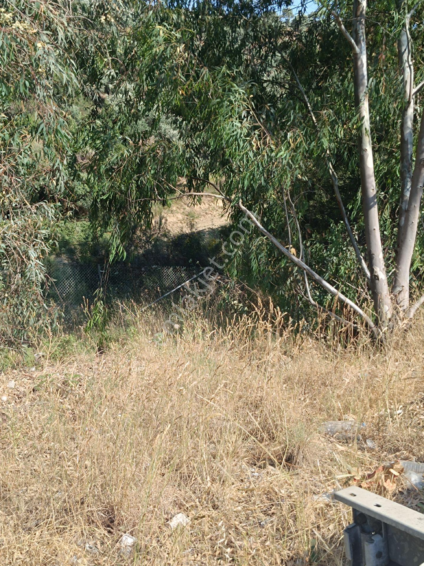 Söke Bodrum Otoyolu Kıyısında Bulunan Satılık Zeytinlik - Görsel 17