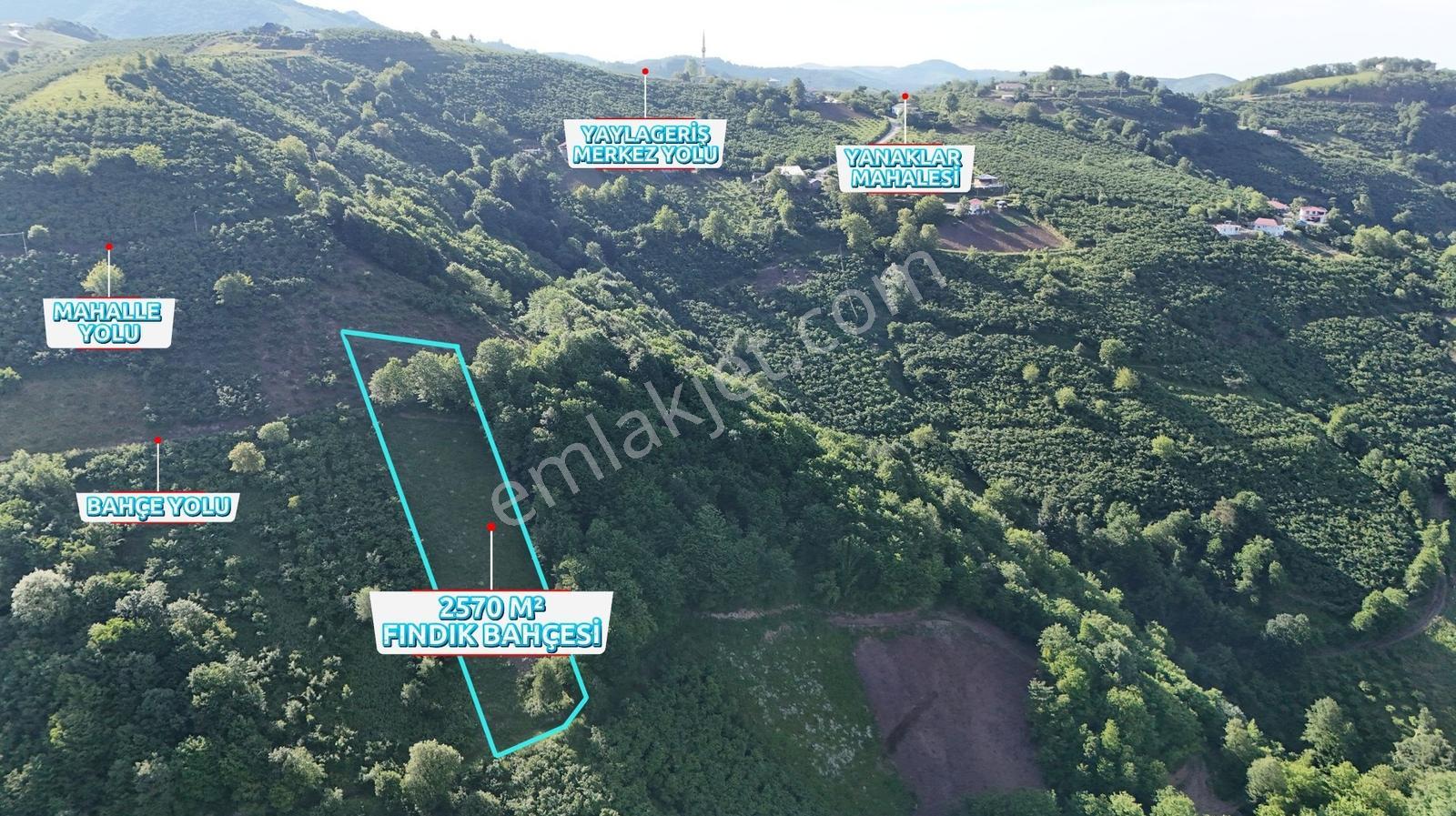 Bi·nova'dan Yaylageriş Köyünde Satılık 2570 M² Fındık Bahçesi
