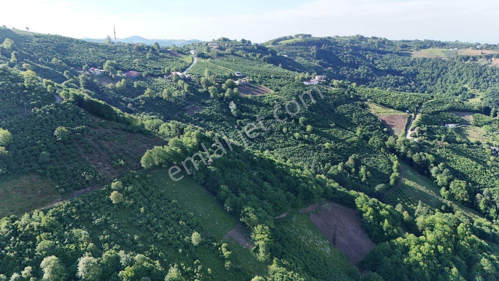 Bi·nova'dan Yaylageriş Köyünde Satılık 2570 M² Fındık Bahçesi - Görsel 6