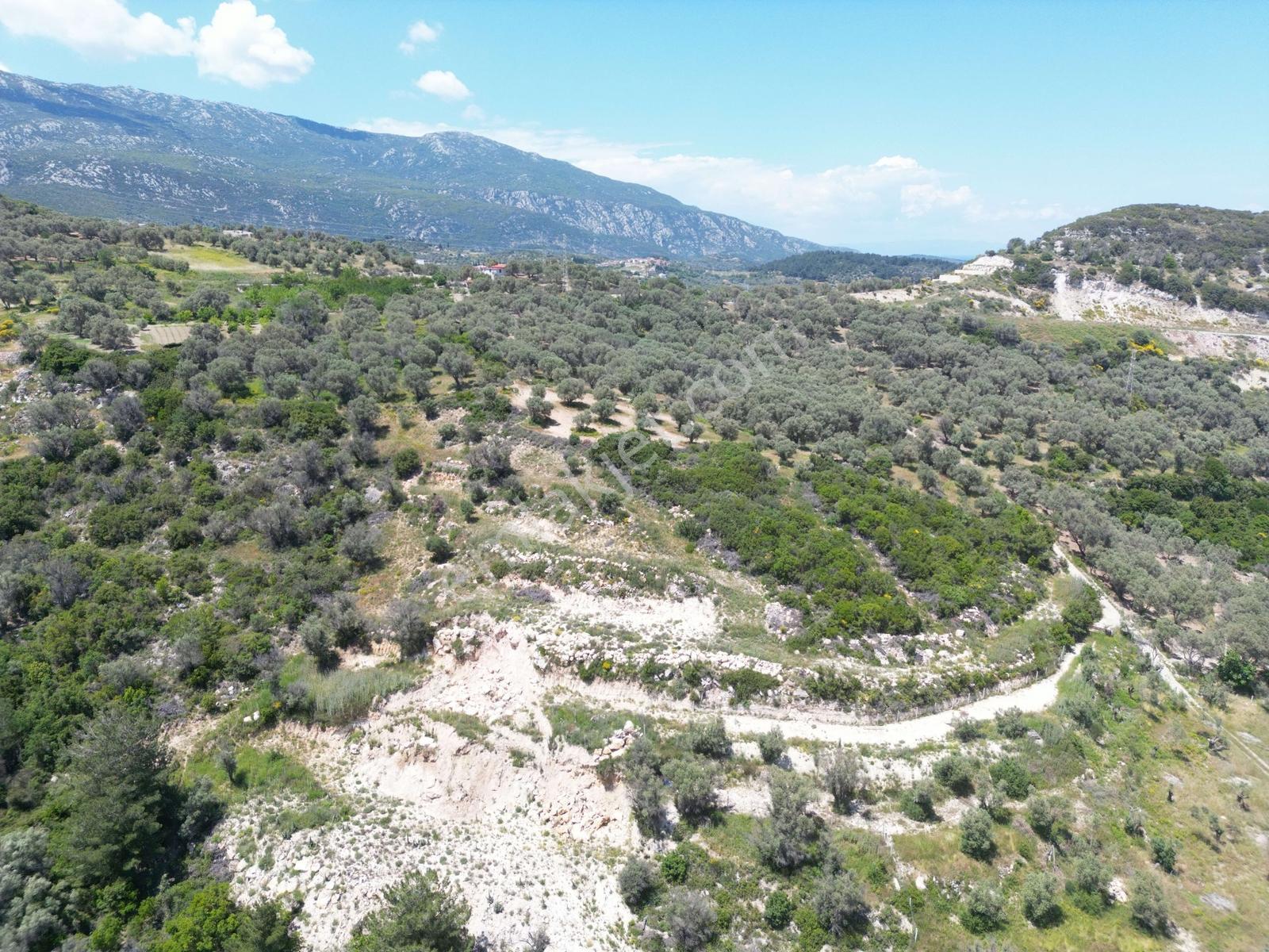 İzmir Karaburun Eğlenhoca Köyünde Fırsat Tarla - Görsel 8