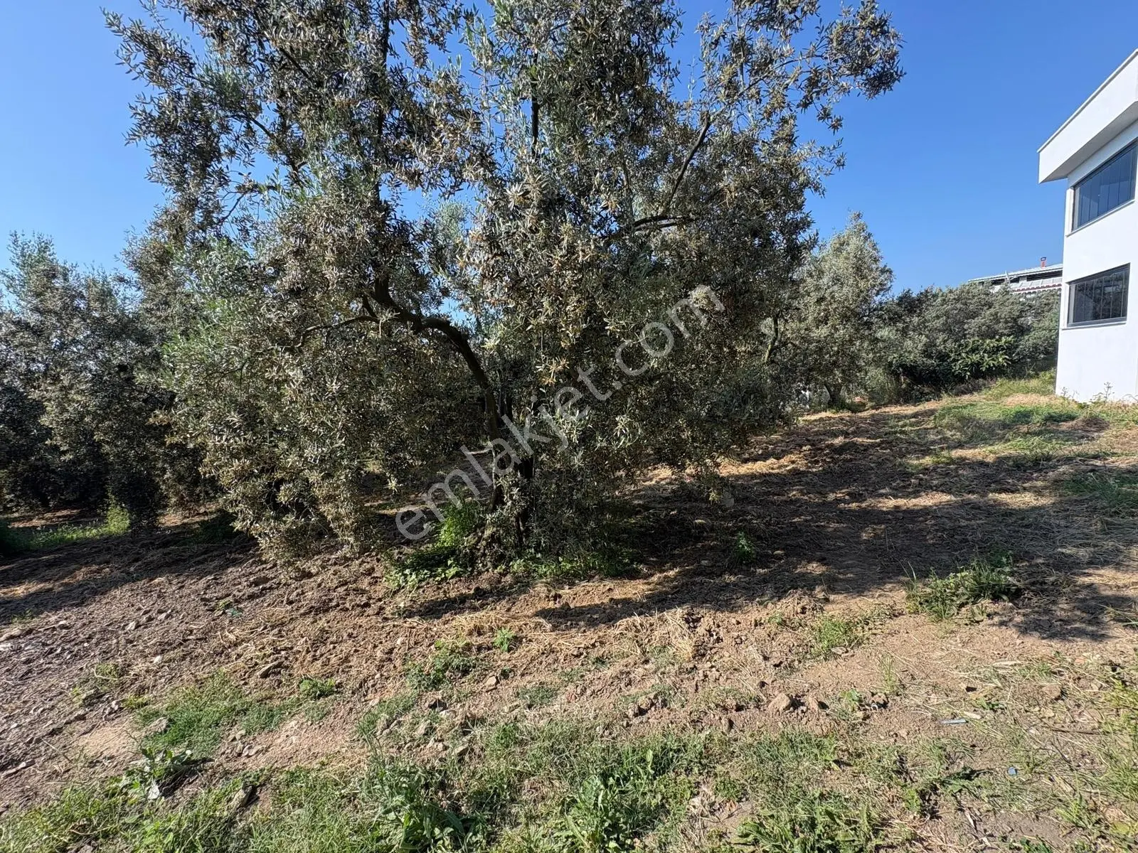 Profasor *dan Mudanya Esence Eşkel 'de Satılık Bahçe 449m2 - Görsel 5