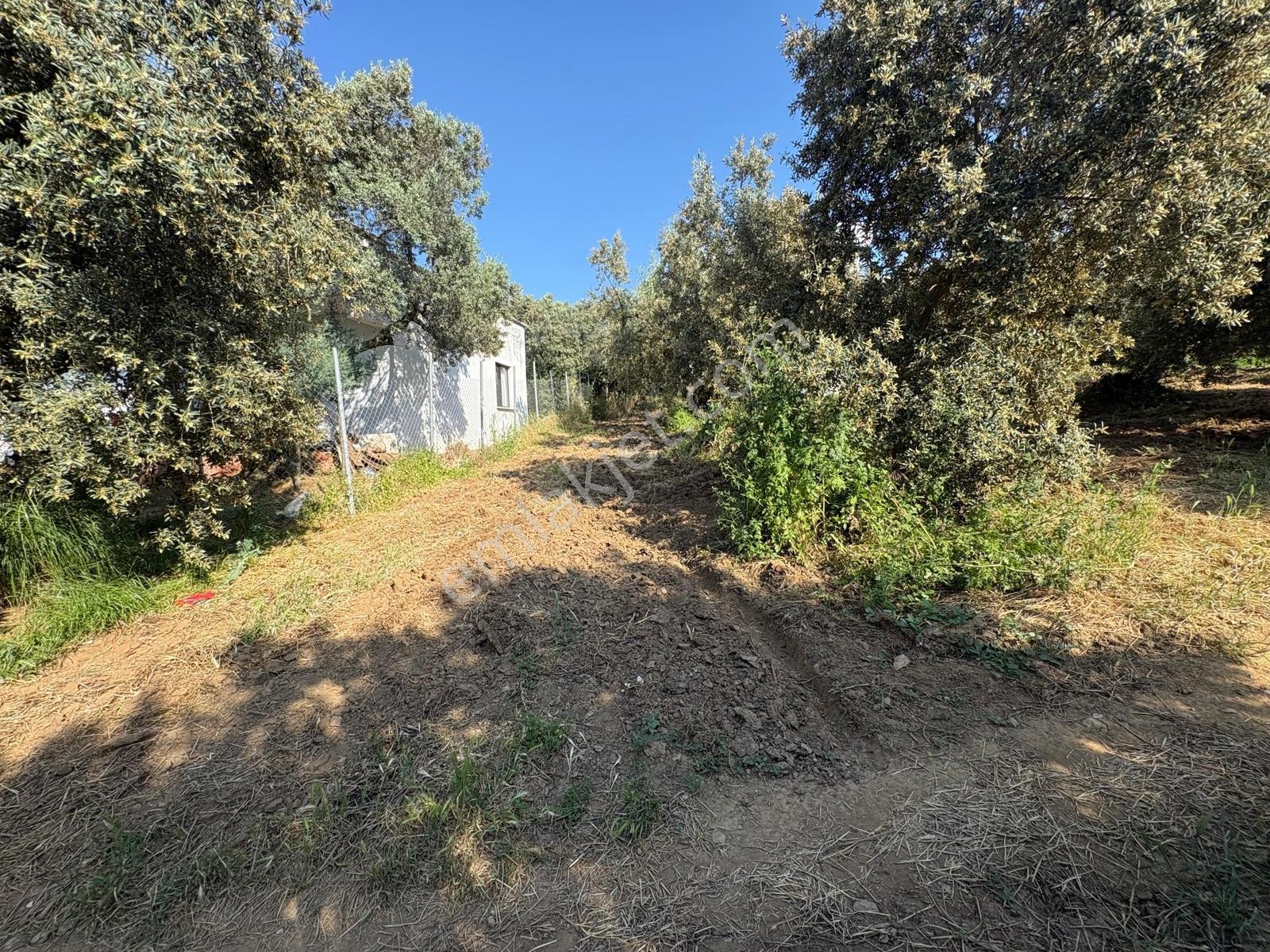 Profasor *dan Mudanya Esence Eşkel 'de Satılık Bahçe 449m2 - Görsel 9