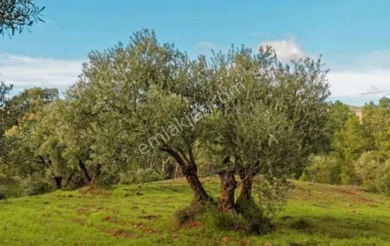 Burhaniye Tahtacılar Köyünde Harika Kelepir Zeytinlik - Görsel 2