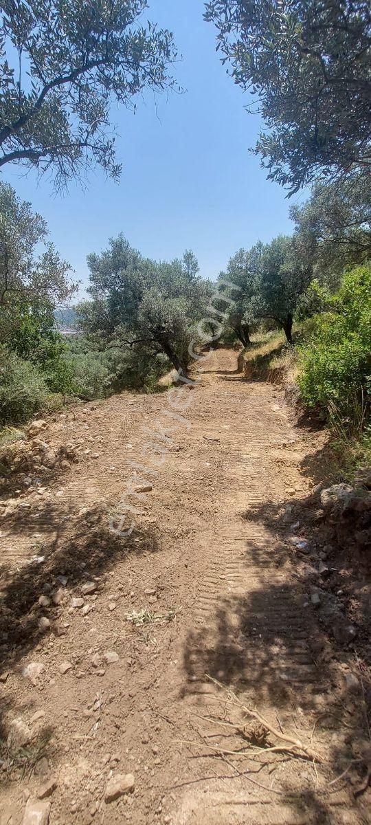 Söke'de Kaçırmıyacak Fırsat 52.447m2 Satılık Verimli Zeytinlik - Görsel 18