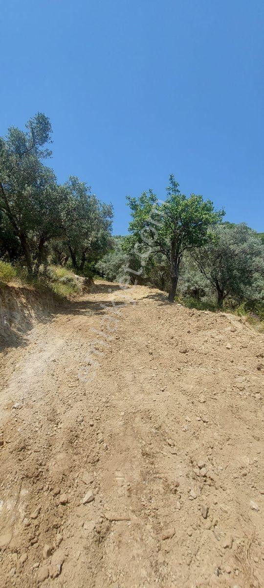 Söke'de Kaçırmıyacak Fırsat 52.447m2 Satılık Verimli Zeytinlik - Görsel 12