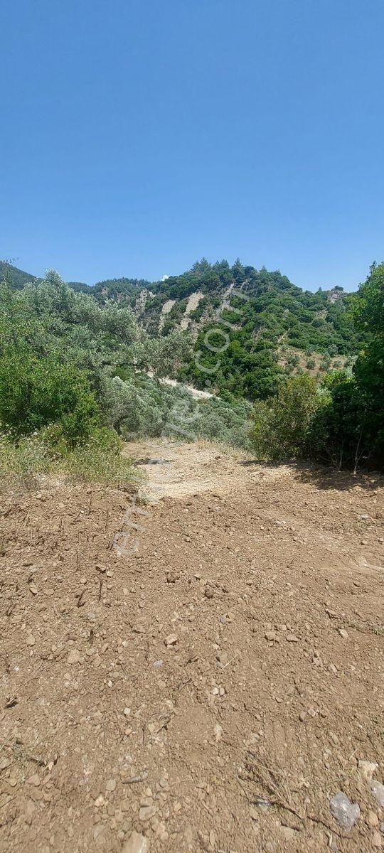 Söke'de Kaçırmıyacak Fırsat 52.447m2 Satılık Verimli Zeytinlik - Görsel 35