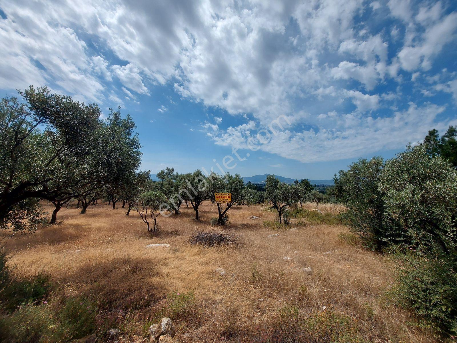 İzmir Torbalı Arslanlar Köyü 9300 M² Satılık Zeytinlik - Görsel 9