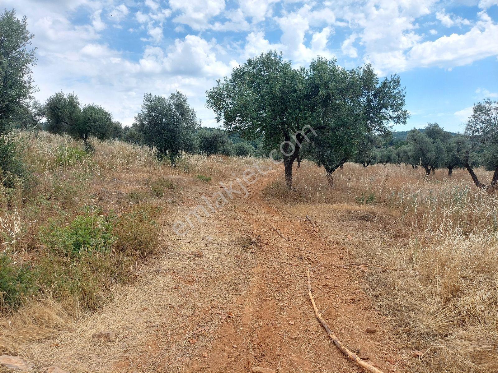 İzmir Torbalı Arslanlar Köyü 9300 M² Satılık Zeytinlik - Görsel 3